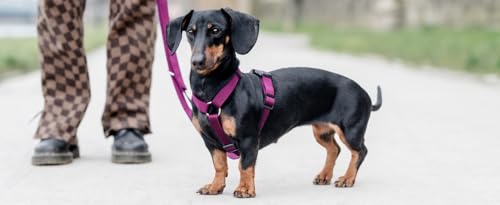 Thumbnail 6 de Chaba Harnais Guard pour Petit Chien - 5 Points, Anti-Traction, Taille M, Bordeaux