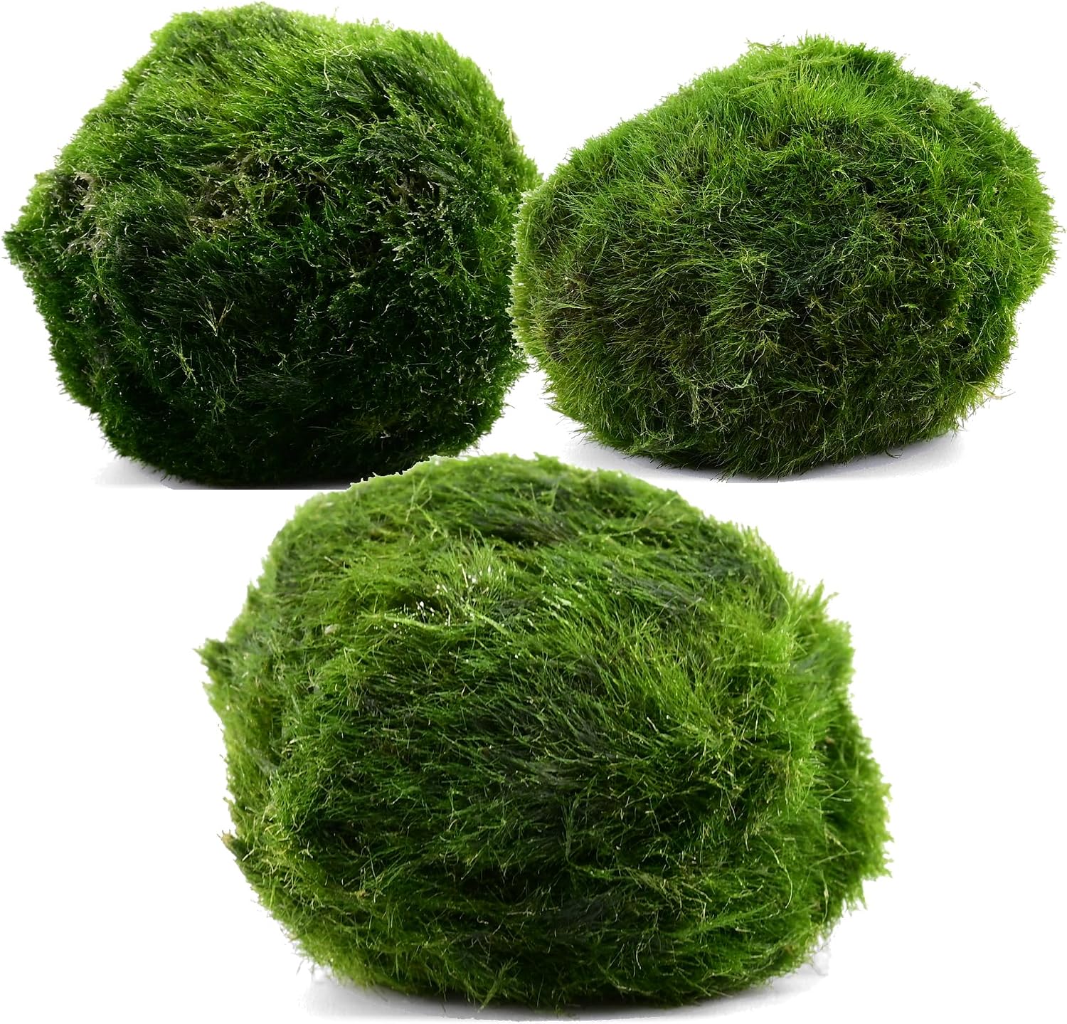 Detalle de Aqua Breeding Skill Marimo mosballen, set van 3, 4–5 cm voor zoetwateraquaria
