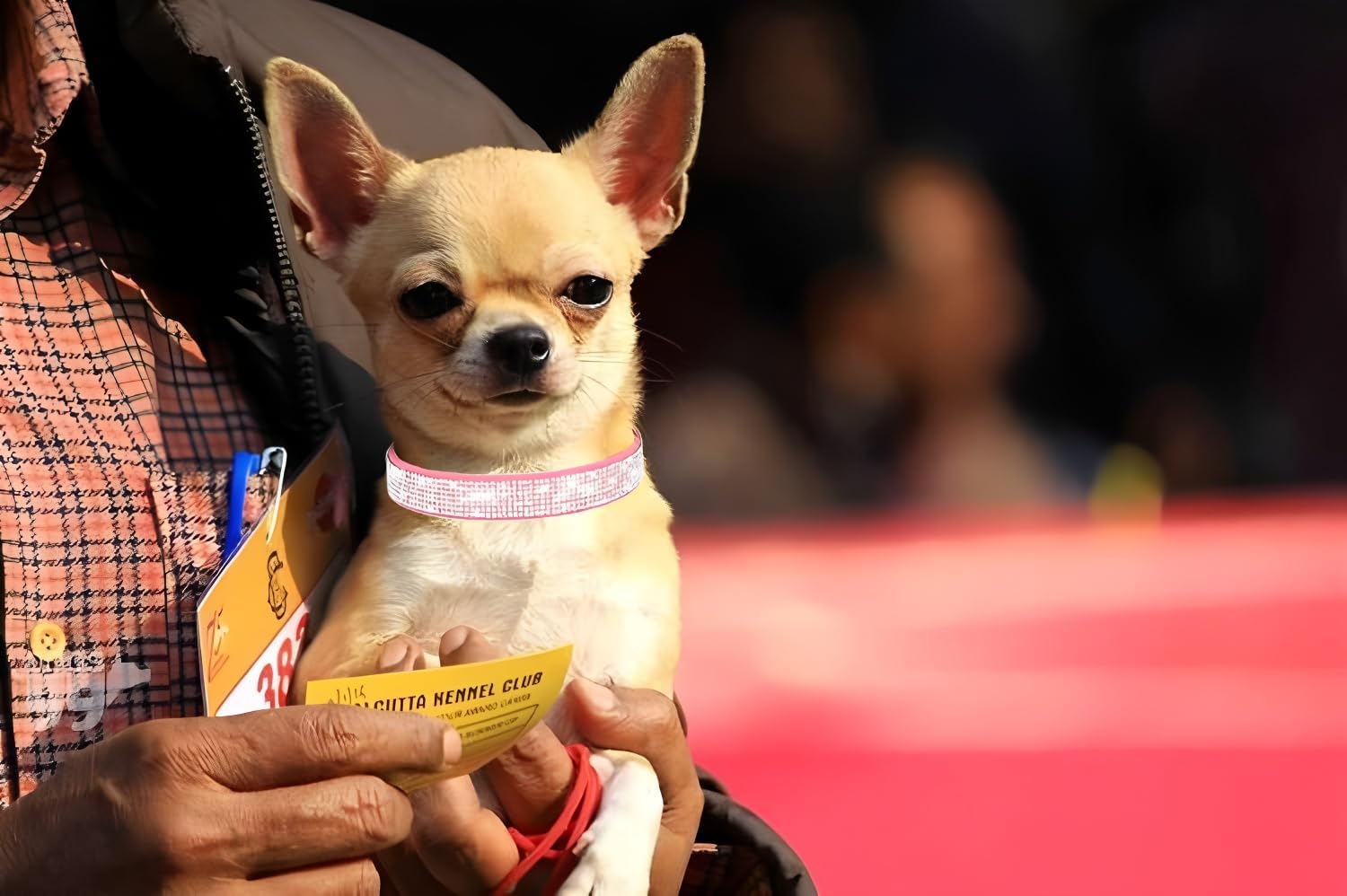 Thumbnail 1 de Bling Diamante Dog Collar (Rhinestone) – Velvet, Adjustable Crystal Puppy Collar, Purple, Size S