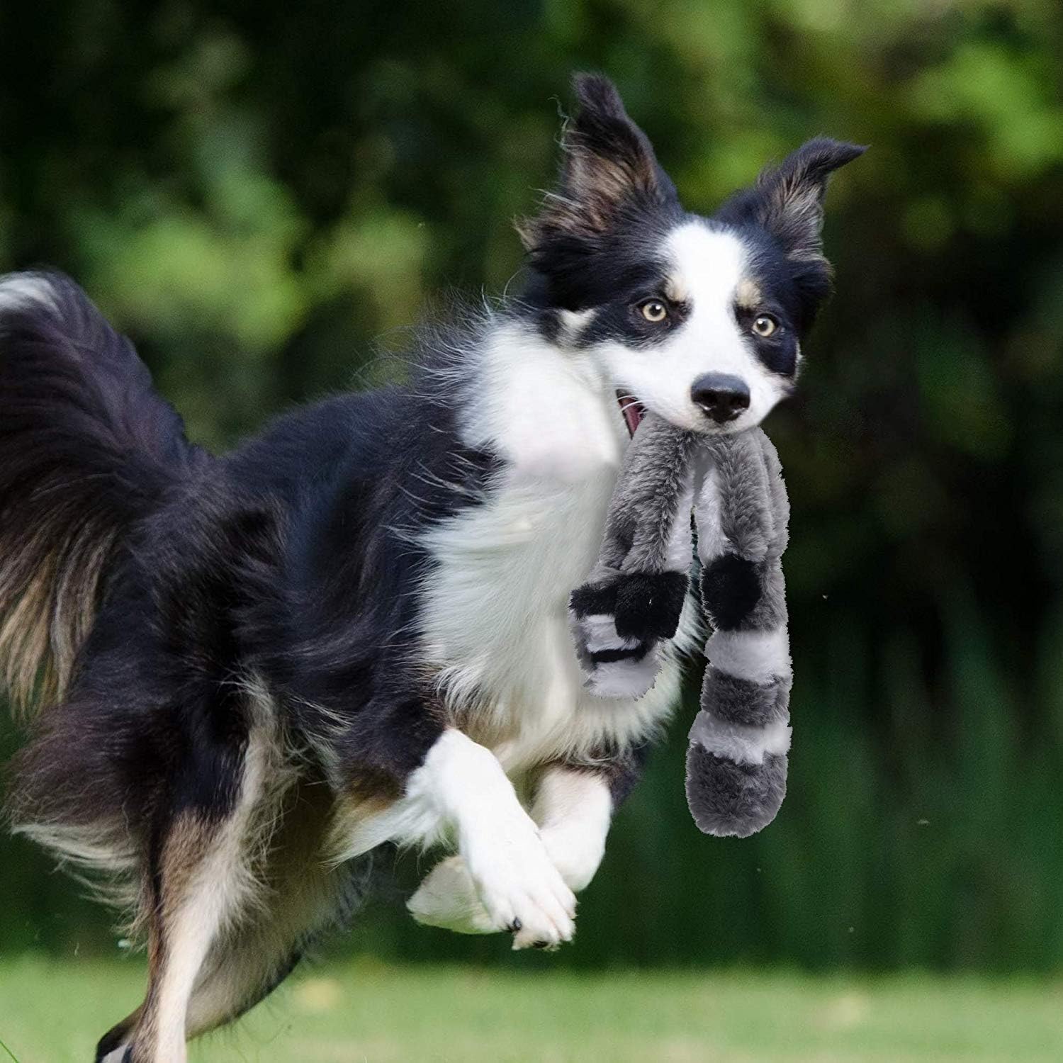 Thumbnail 2 de PDTO Stuffingless Dog Toy Set — 3× 46cm Plush Squeaker Toys (Squirrel, Raccoon & Fox) for Small & Medium Dogs