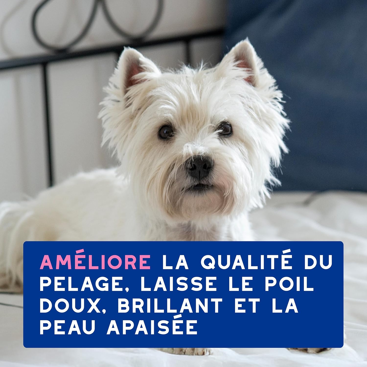 Thumbnail 6 de Douxo Skin & Coat Spa Shampoing Anti-démangeaisons pour Chien – 250 mL, apaise la peau et laisse le pelage doux