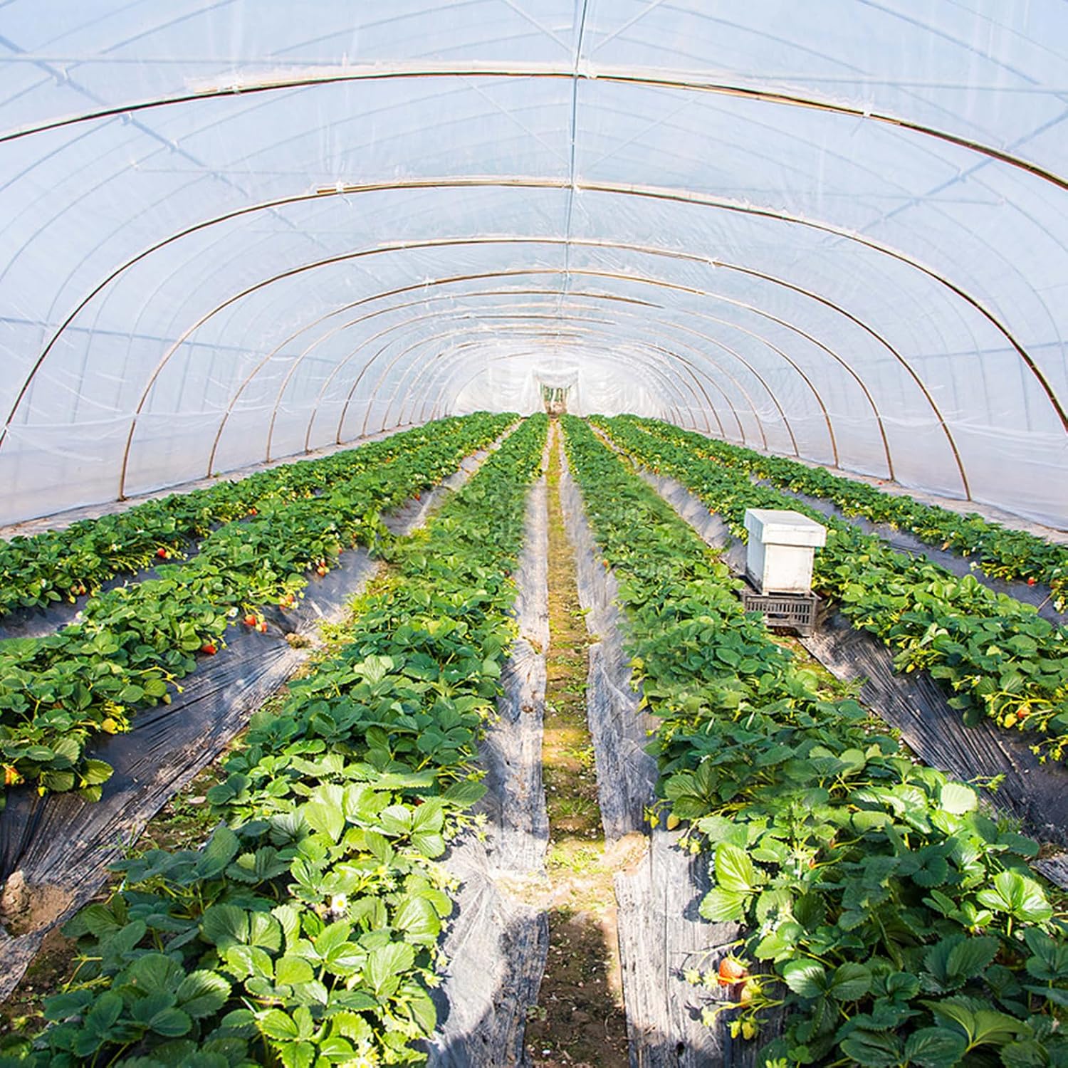 Thumbnail 5 de Atoke 2M x 10M Extra Thick Polythene Sheeting