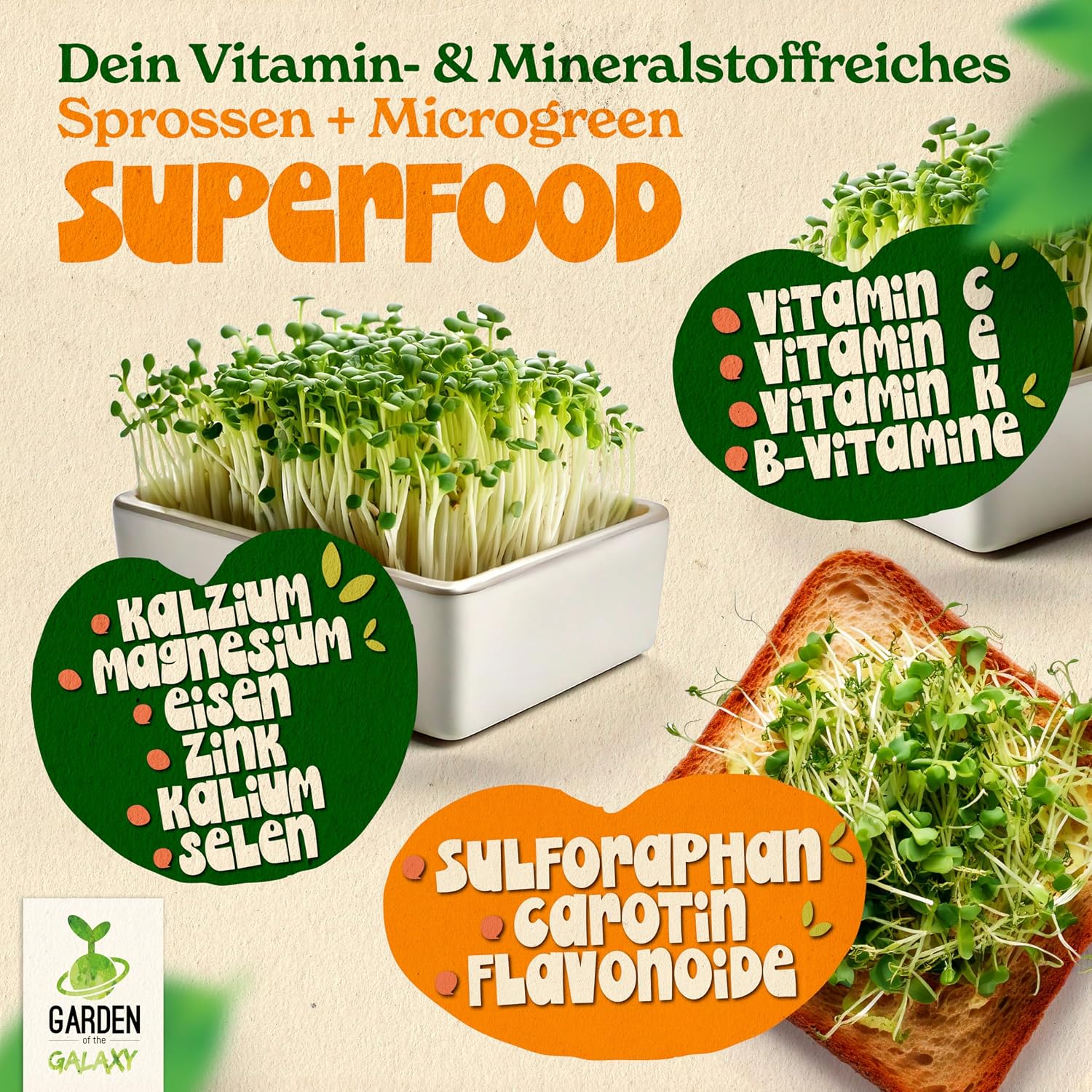 Thumbnail 3 de Brokkoli Samen Bio [500 g] – Hoch Sulforaphan-Gehalt aus Brassica rapa sylvestris, direkt aus Italien