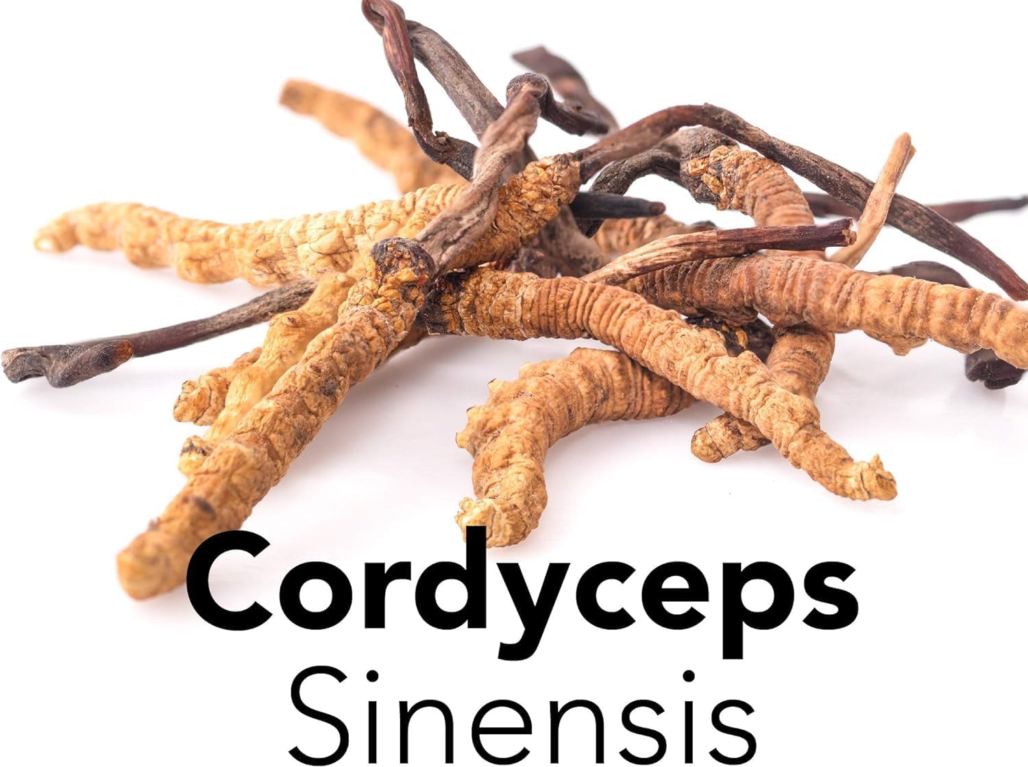Thumbnail 3 de Cordyceps Sinensis in polvere crudo al 100%, 100 g