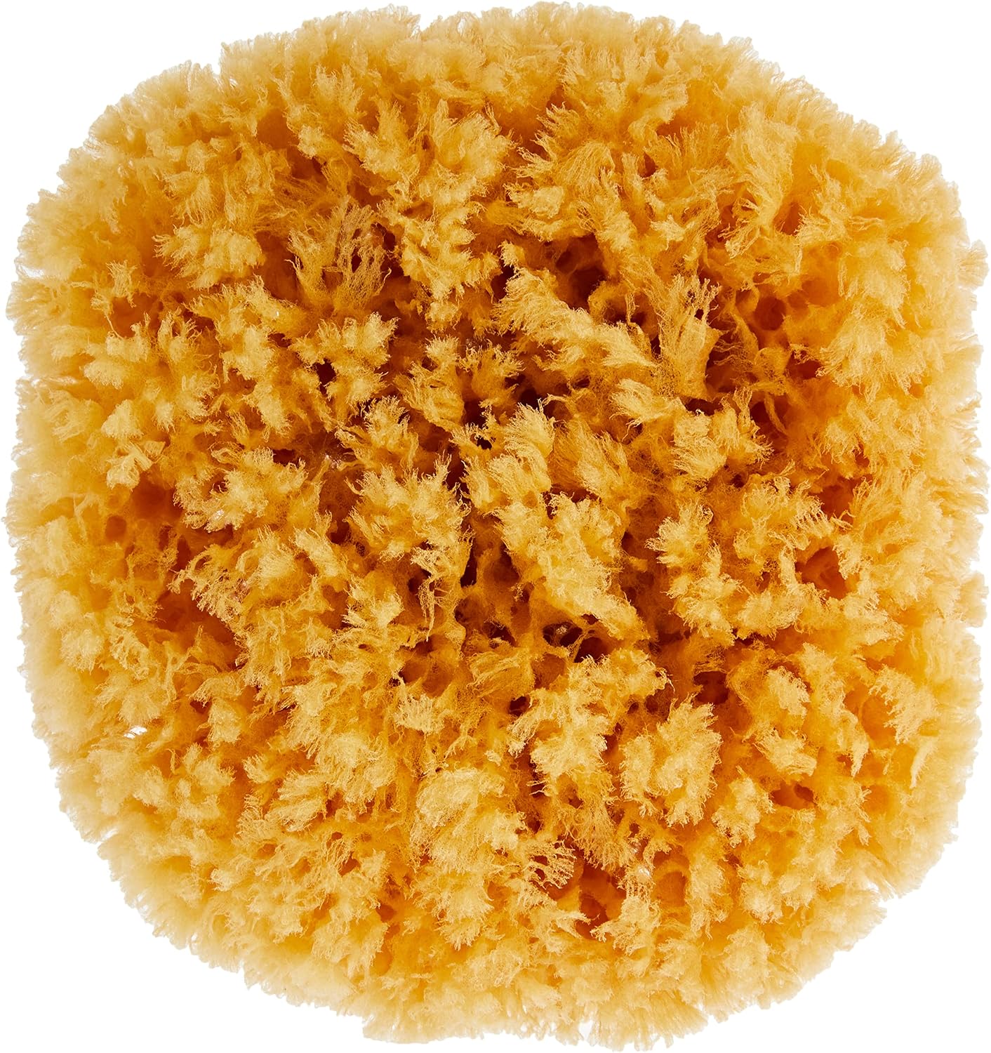 Detalle 2 de Croll & Denecke Naturschwamm P130 Premium – naturalna gąbka do kąpieli