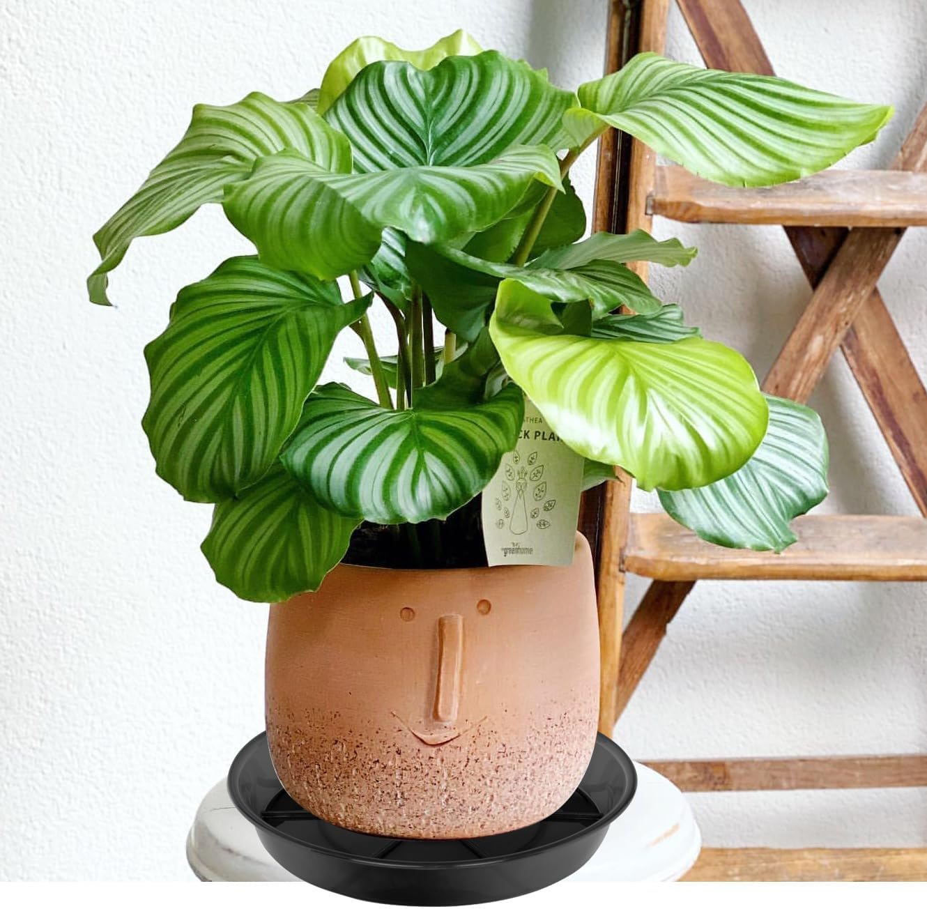 Thumbnail 3 de NIMYAU Large Plant Saucer 14 Inch 🌱