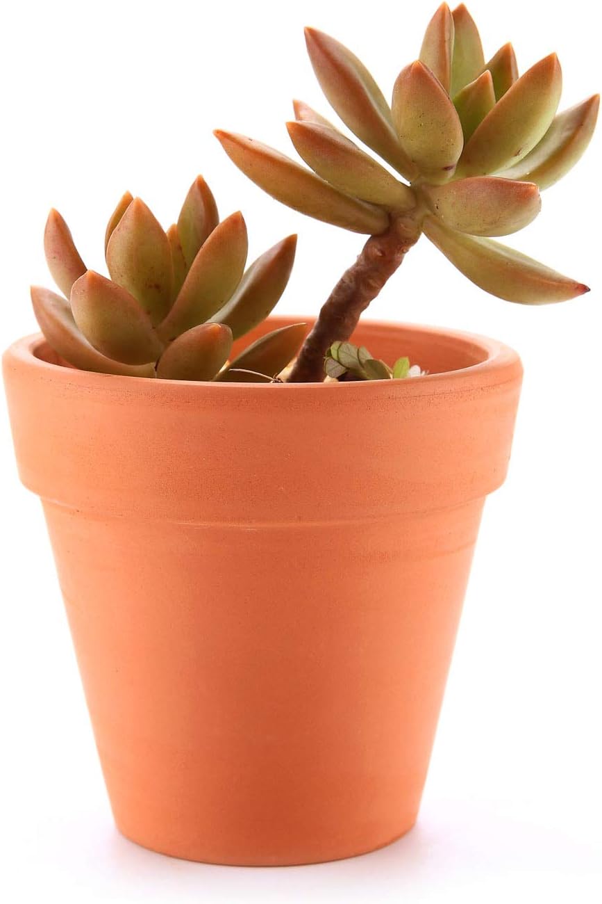 Detalle 2 de T4U 8cm Mini Terracotta Pots 12 Pack