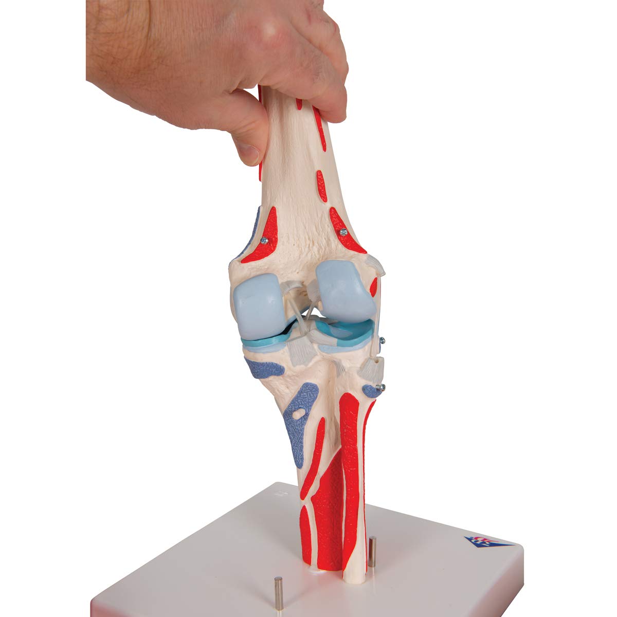 Thumbnail 11 de Modelo Anatómico Rodilla Humano 3B Scientific A882 🦵 con Músculos Desmontables