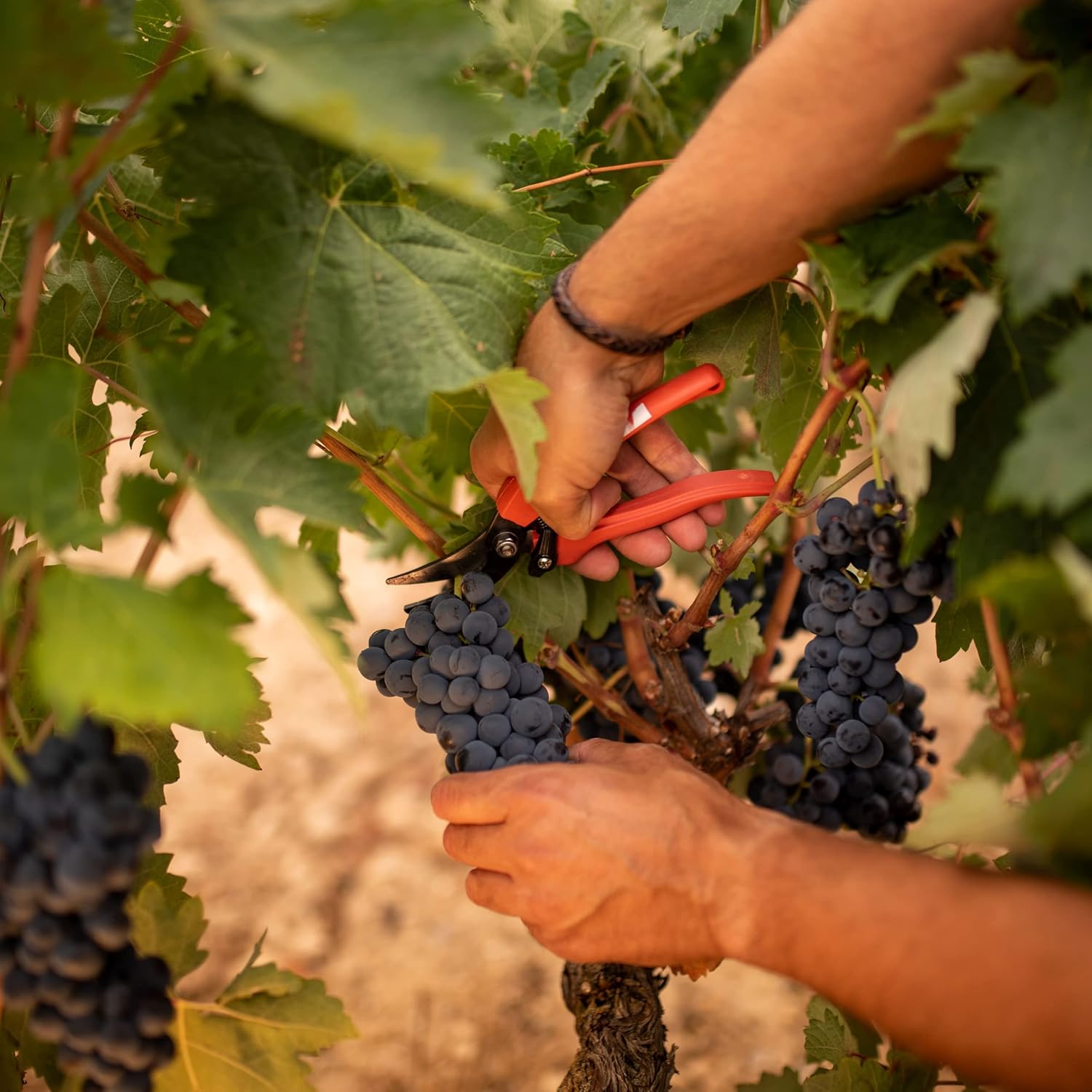 Thumbnail 3 de Protos Crianza Estuche 2 Botellas de Vino Tinto 🍷