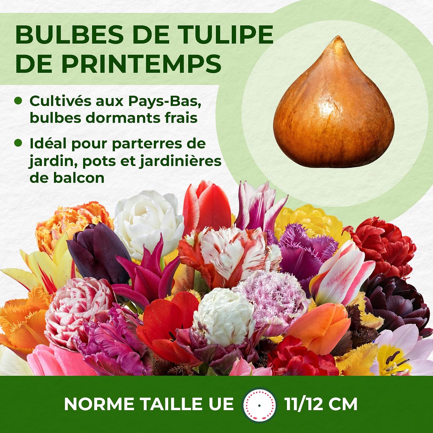 Detalle de DUTCH BULBS Double Lilac White tulpenbollen, 20 stuks