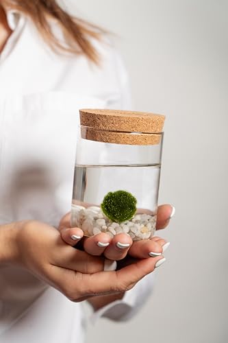 Detalle 2 de Marimo originale in vaso di vetro con tappo in sughero – KAKI, artigianale in Italia