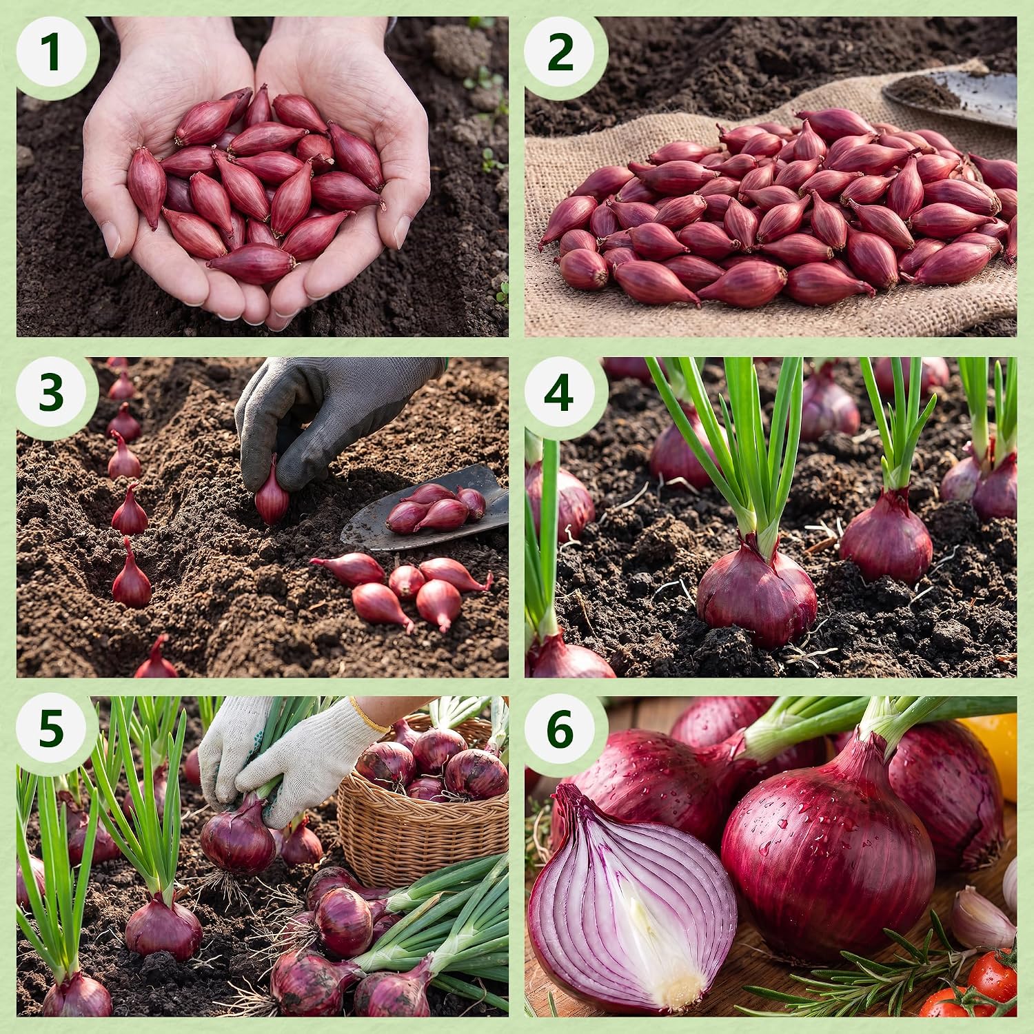 Detalle 2 de DUTCH BULBS Red Baron plantuien, 500 g, maat 14–21 mm