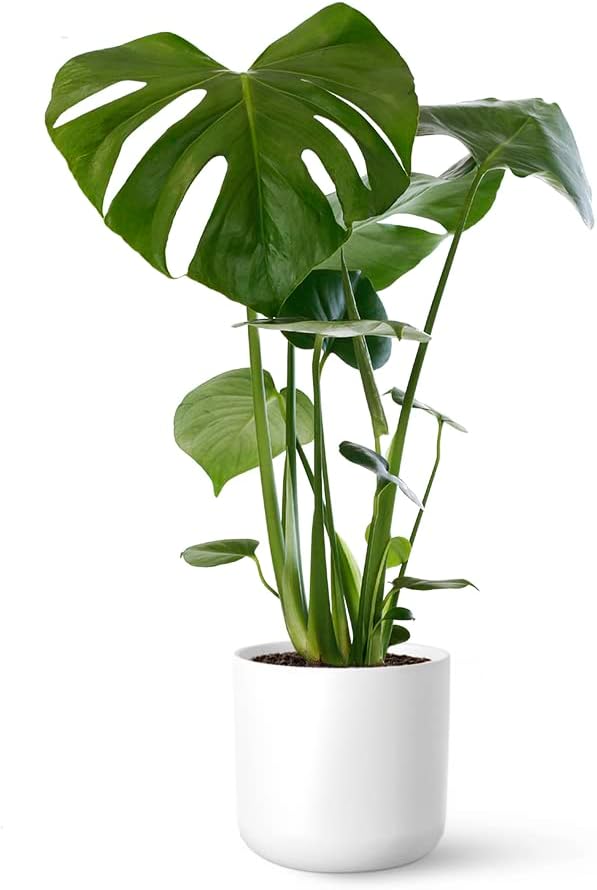 Thumbnail 2 de April Plants Monstera Deliciosa 55-65 cm 🪴 Costilla de Adán