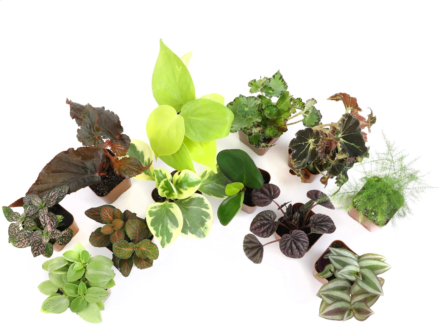Detalle 1 de Altman Plants Indoor Houseplants, 12-pack