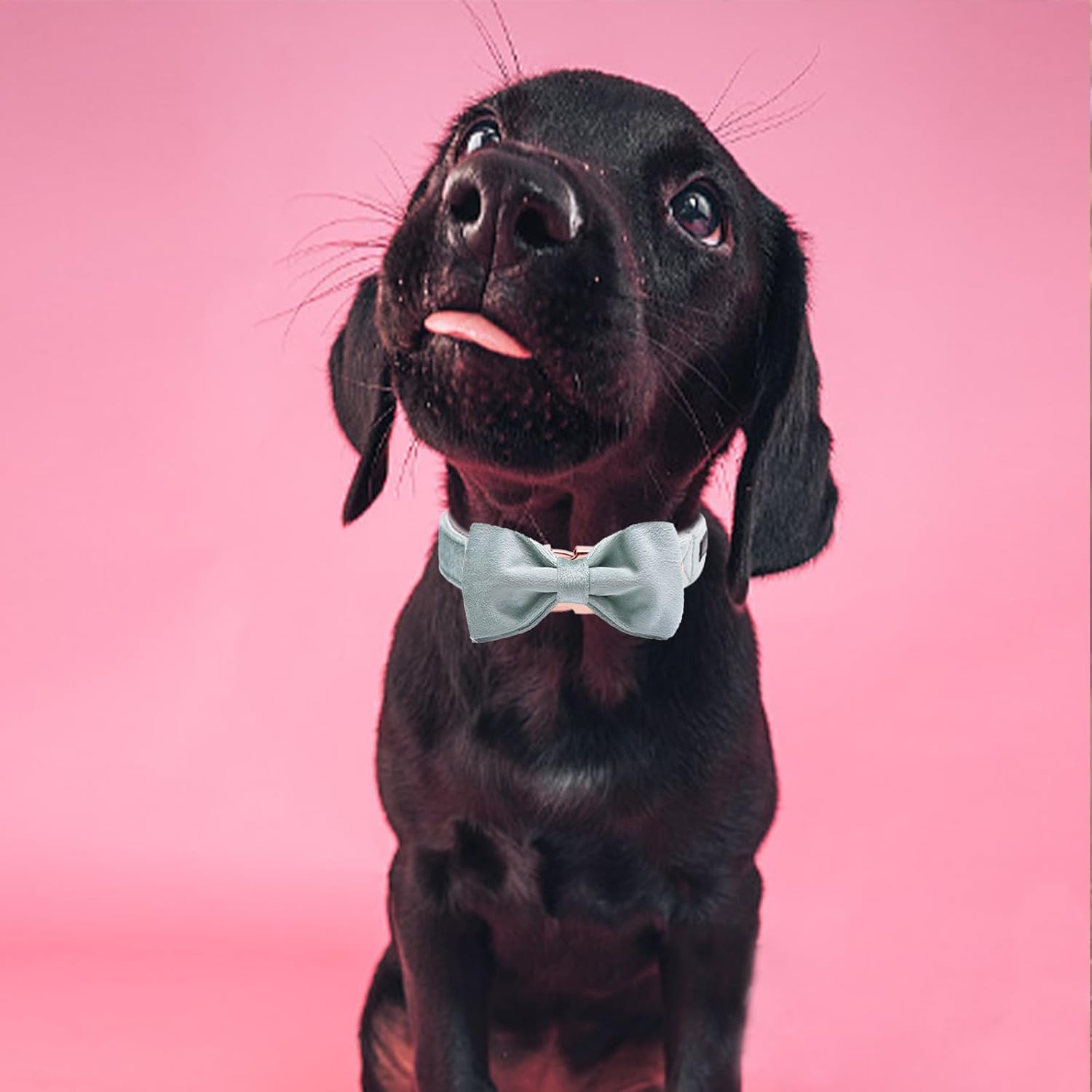 Thumbnail 3 de ARING PET Velvet Dog Collar with Cute Green Bowtie – Soft, Adjustable Velvet for Small to Large Dogs