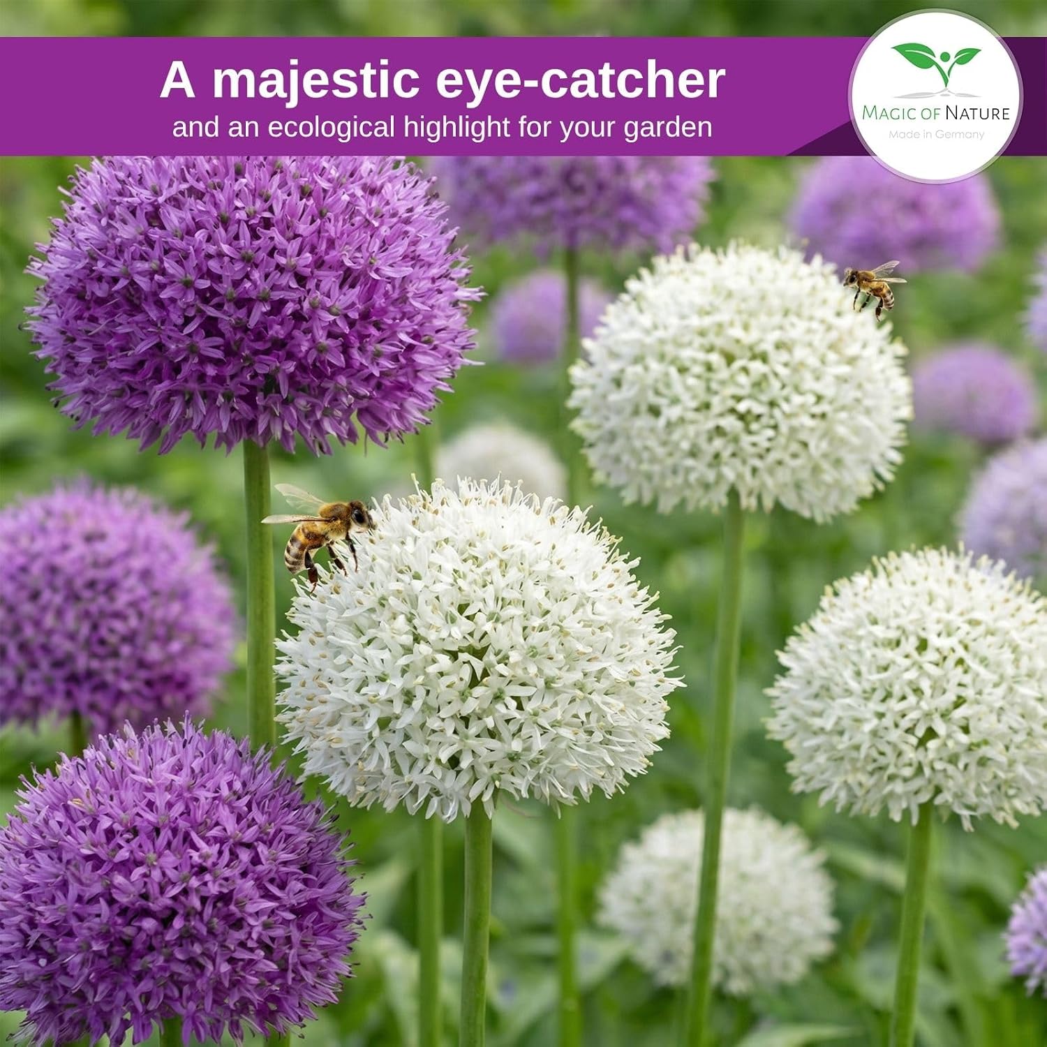 Thumbnail 1 de Magic of Nature Allium giganteum reuzen-sierui zaden, mix in paars en wit