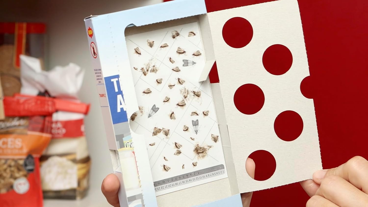 Thumbnail 6 de Orion 6 x Trampa Polilla Alimentos