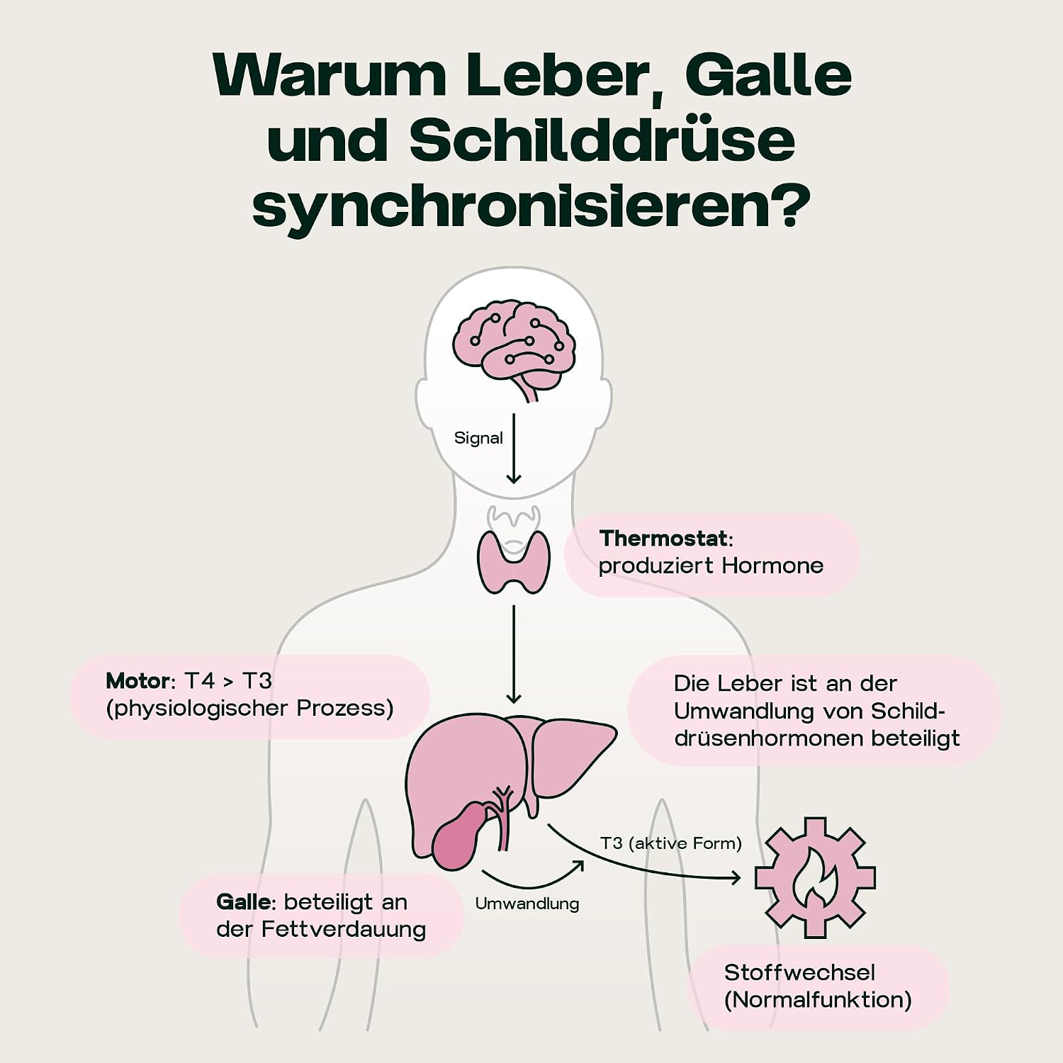 Detalle de Revocelo Leber-Komplex mit TUDCA – Schilddrüsen-Umwandler 9-fach-Formel (vegan) mit liposomalem Glutathion, Cholin und Selen, 60 Kapseln