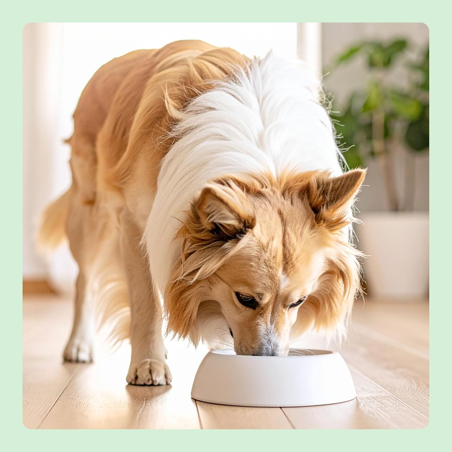 Thumbnail 6 de By Amazon Complete Dry Dog Food with Salmon and Rice per Cani di Taglia Media e Grande – 5 kg