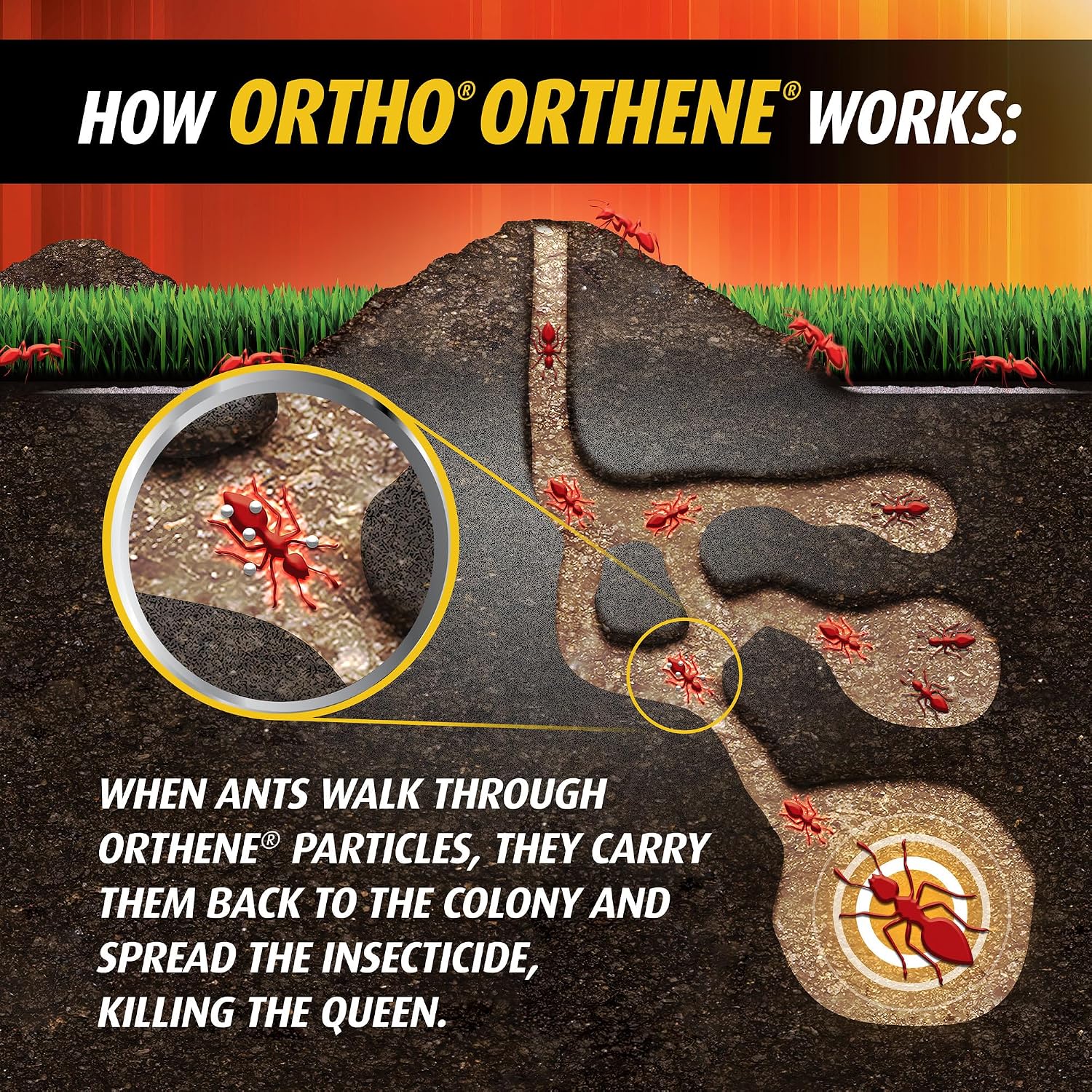 Thumbnail 5 de Ortho Fire Ant Killer 14 oz