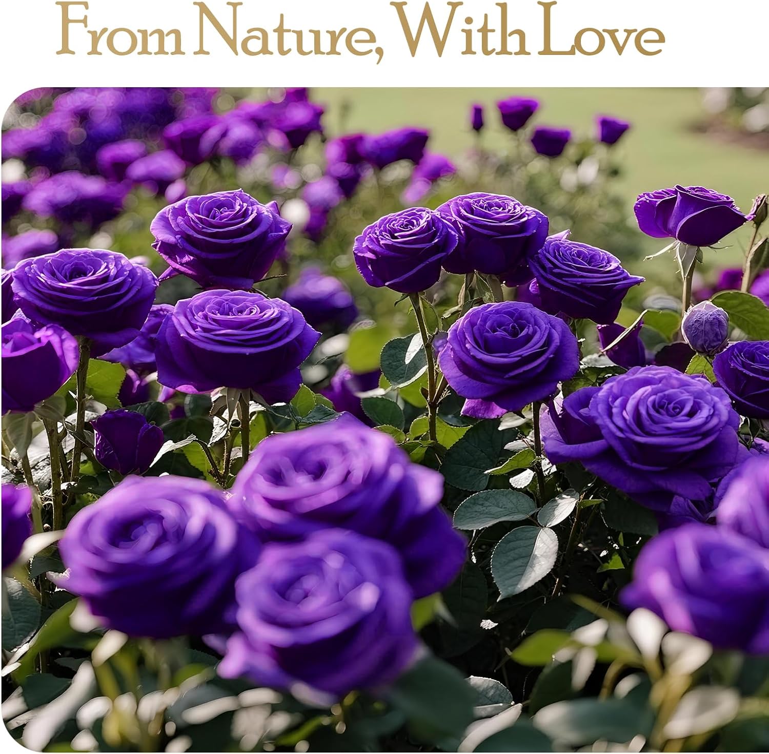 Detalle de Auoasl 16 Preserved Flowers Rose Gift Box (Purple) for Women – Eternal Roses for Birthday, Valentine’s Day, Mother’s Day, Christmas