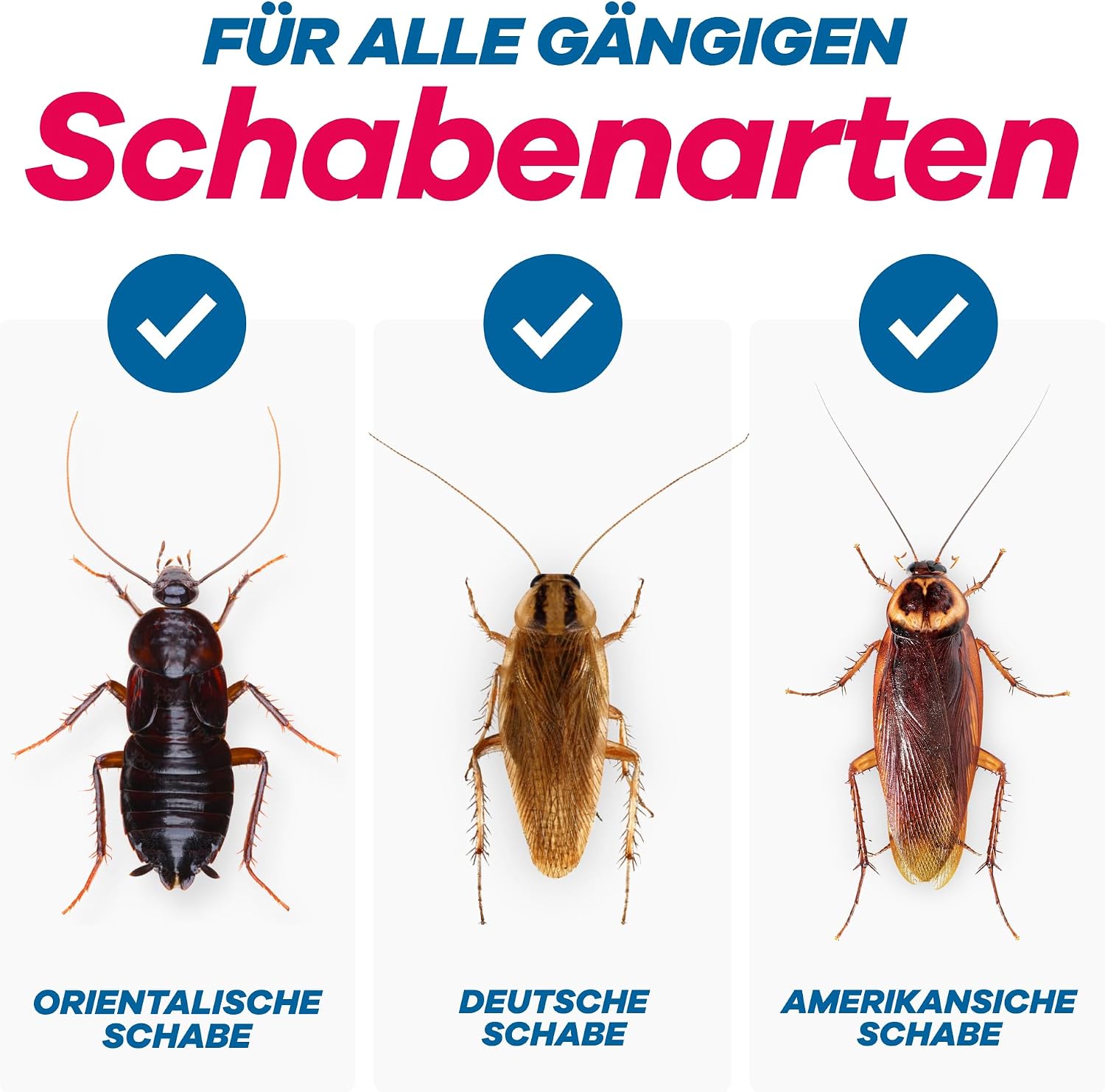 Detalle 1 de Gerobug Schabenfalle, 12 Stück