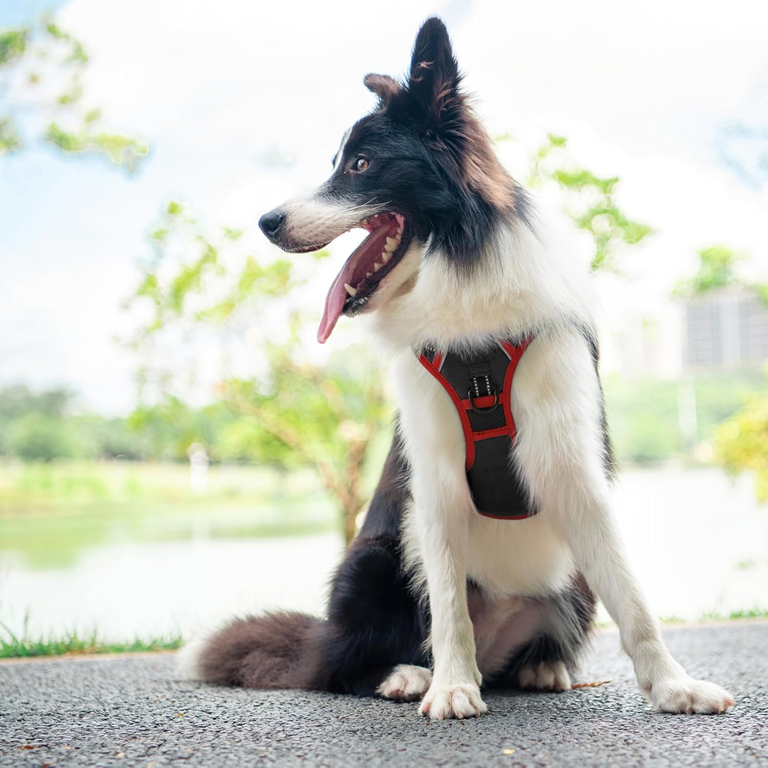 Thumbnail 2 de PHOEPET No Pull Dog Harness (Adjustable Vest with Padded Handle & Reflective Strips) – Black, XL