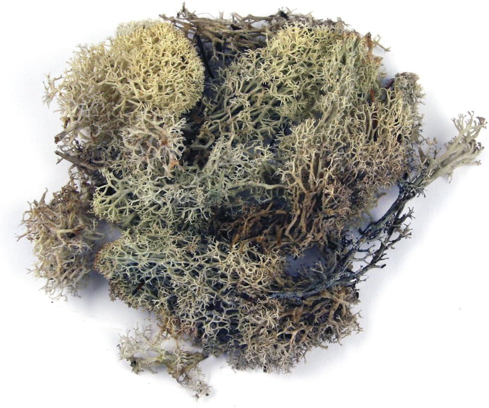 Detalle 2 de Rayher 8500313 mech islandzki, ciemnozielony, naturalny, 1 kg