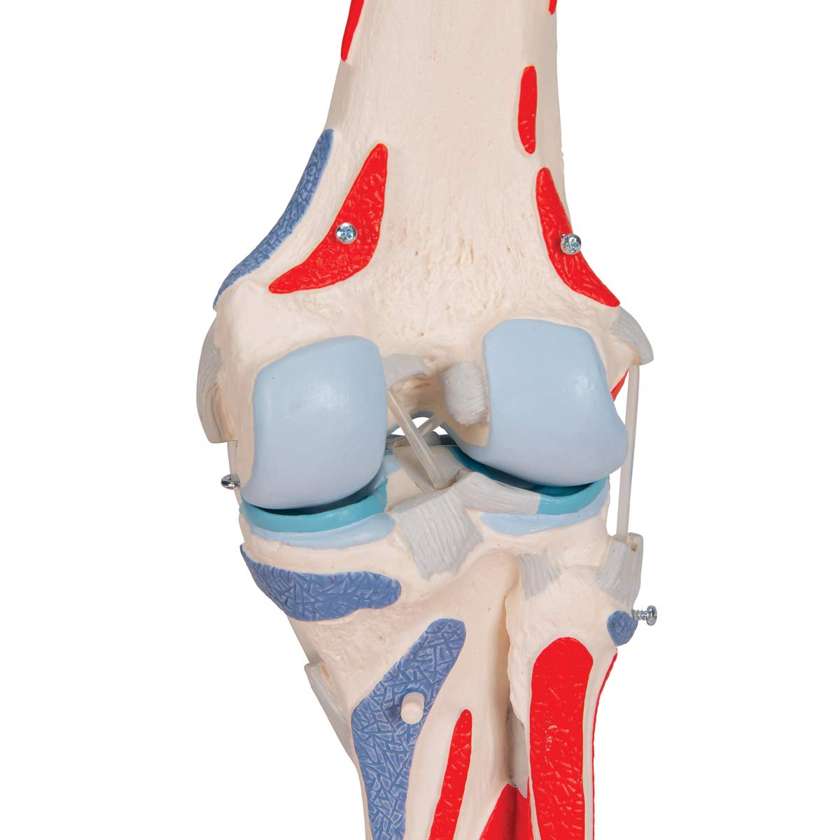 Thumbnail 13 de Modelo Anatómico Rodilla Humano 3B Scientific A882 🦵 con Músculos Desmontables
