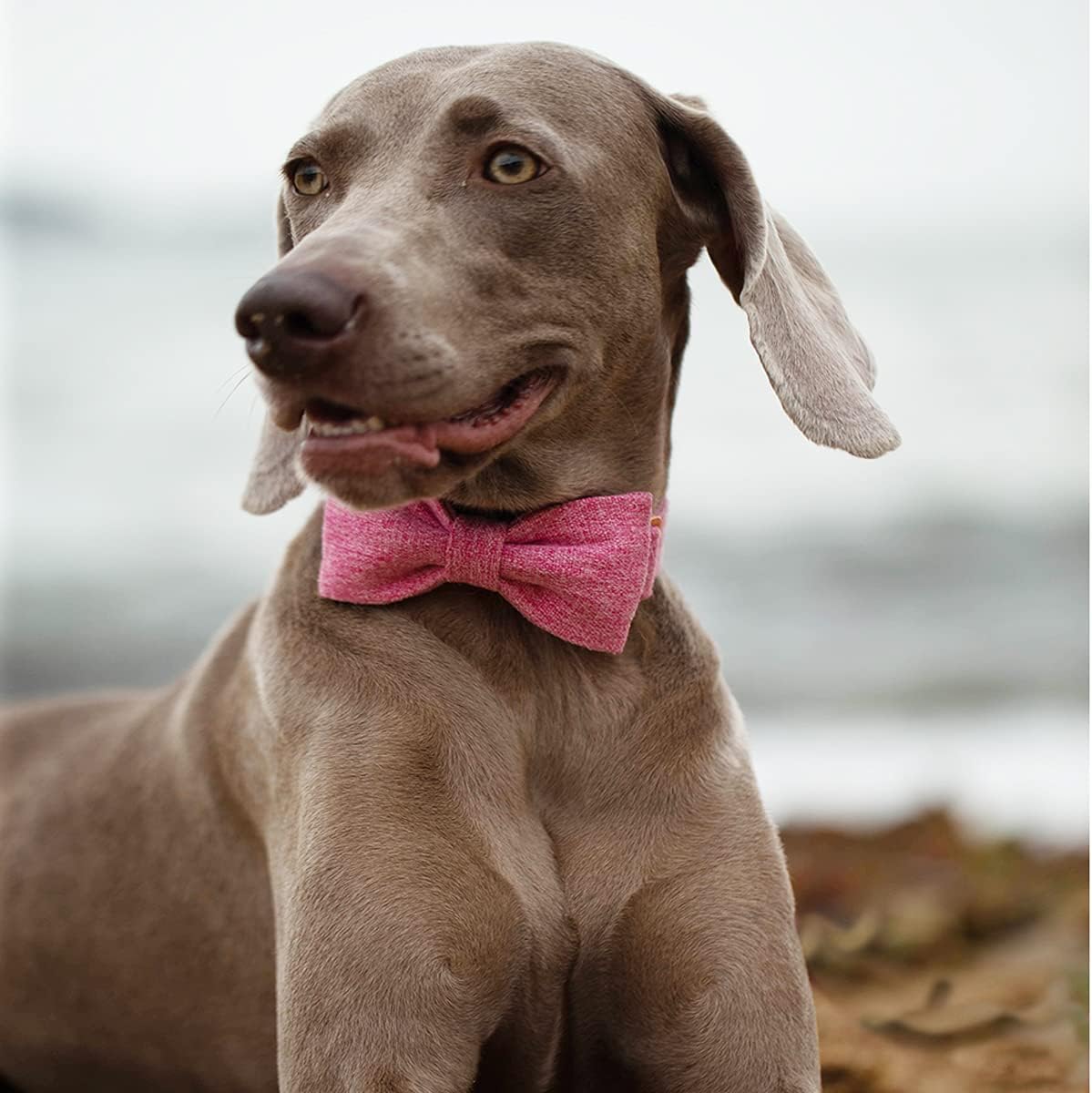 Detalle 1 de DOGWONG Dog Collar, Cotton