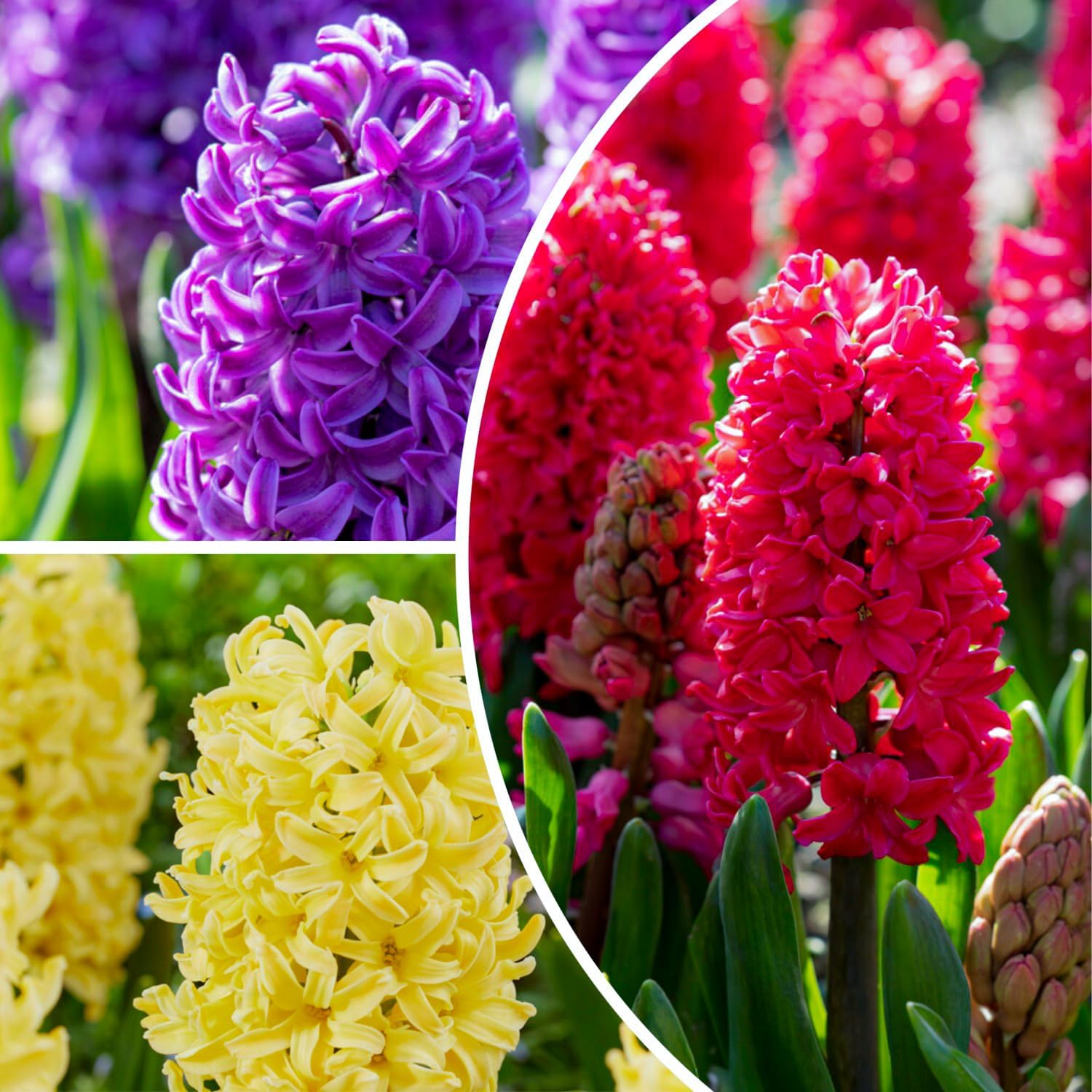 Detalle de Florium Oosterse hyacintenbollen, 15 stuks in geurige mix