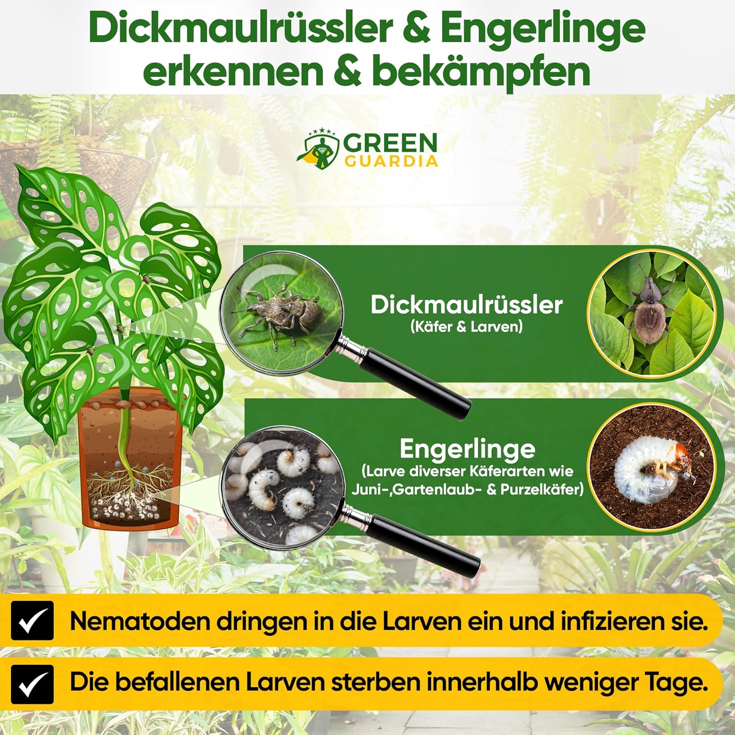 Thumbnail 1 de GREEN GUARDIA Power HB-Nematoden gegen Dickmaulrüssler & Engerlinge – 10 Mio. (20 m²) biologisch, chemiefrei