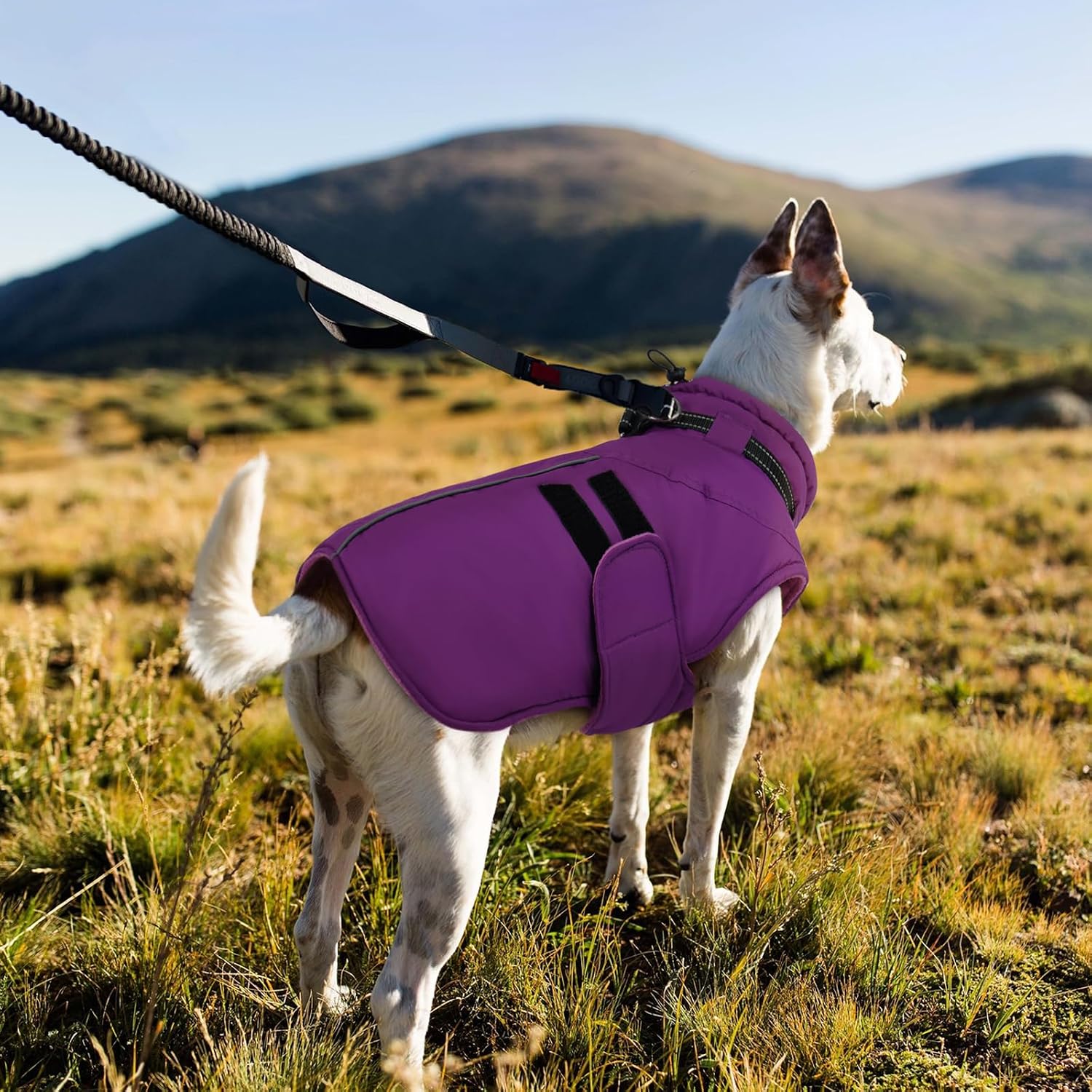 Thumbnail 6 de IECOii Waterproof Dog Coat, L