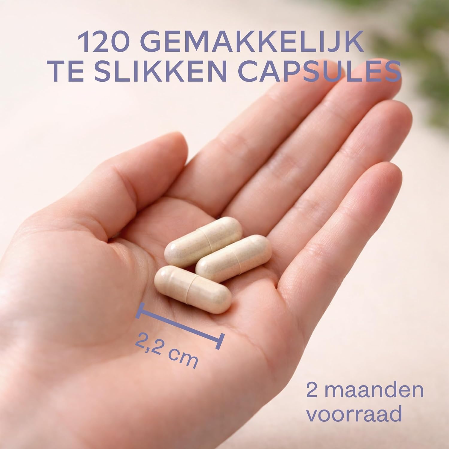Thumbnail 6 de AAVALABS Mariadistelcomplex, 120 tabletten met 80% silymarine en kruidenmix
