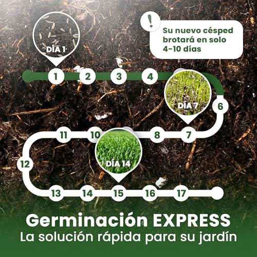 Detalle de LERAVA EXPRESS semillas césped (30m²) – crecimiento rápido y resistente