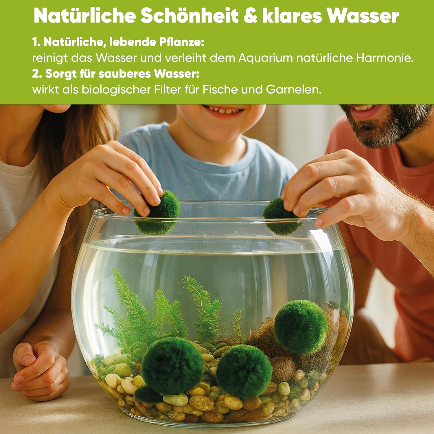 Detalle de AquaBreedingSkill – Große Marimo Moosbälle (4–5 cm) im Set aus 3