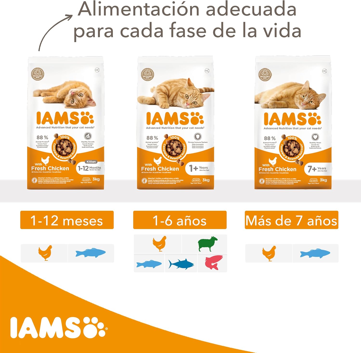 Detalle 2 de IAMS Alimento seco para gatitos 3 kg 🐱