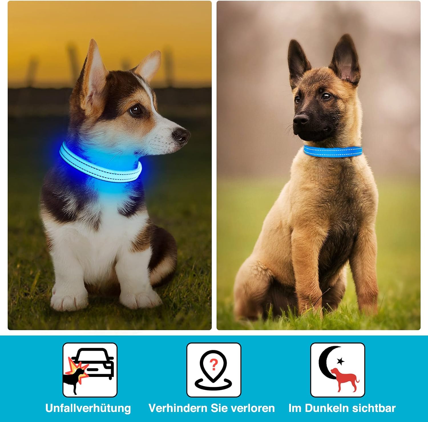 Detalle de KOSKILL Leuchthalsband Hund – USB wiederaufladbares LED-Halsband für kleine bis mittlere Hunde (Blau, S)