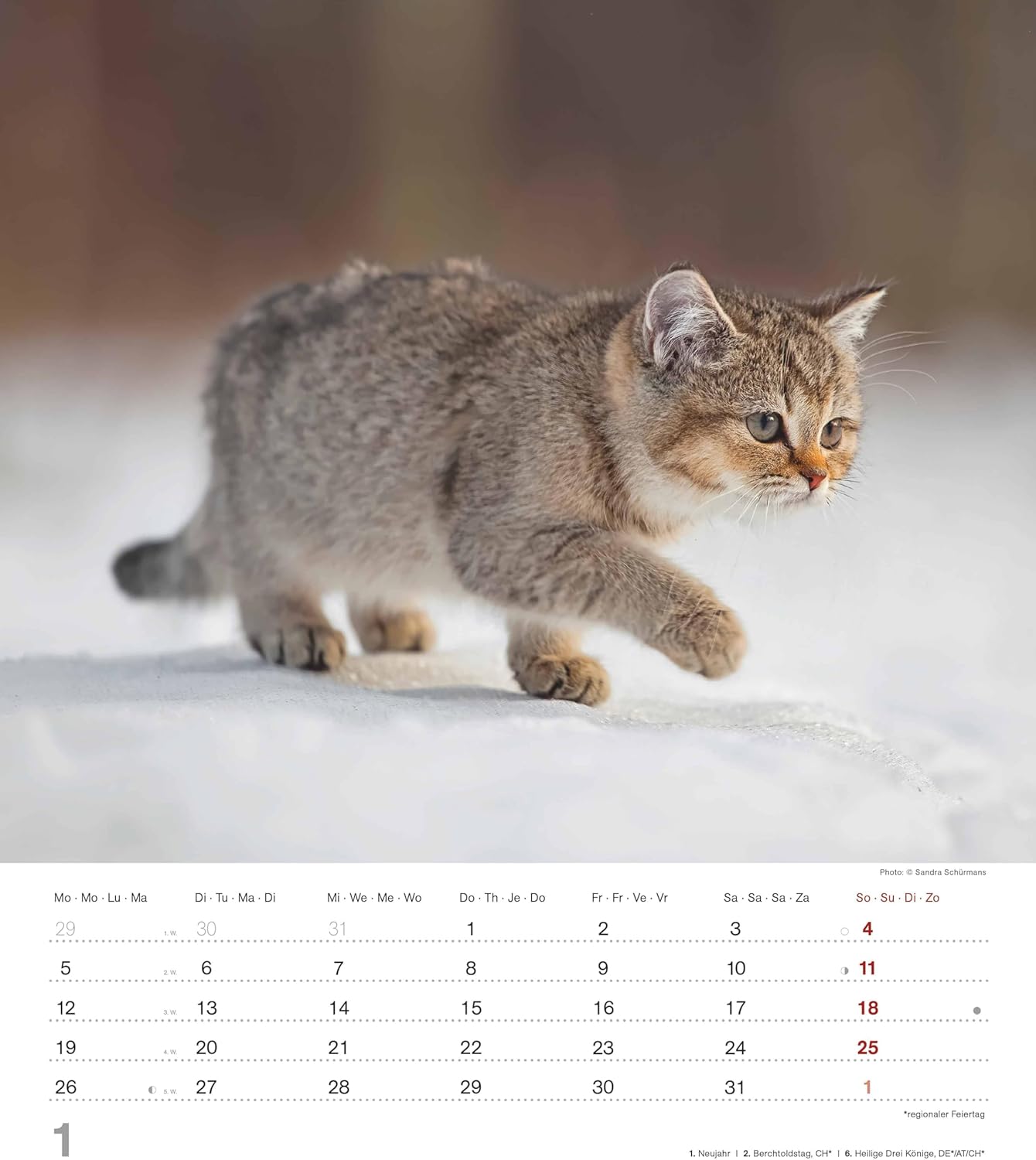 Detalle de Alpha Edition 2026: Niedliche Katzenkinder – Wandkalender 30×34 cm mit 12 Katzenbaby-Motiven und Monatsübersicht