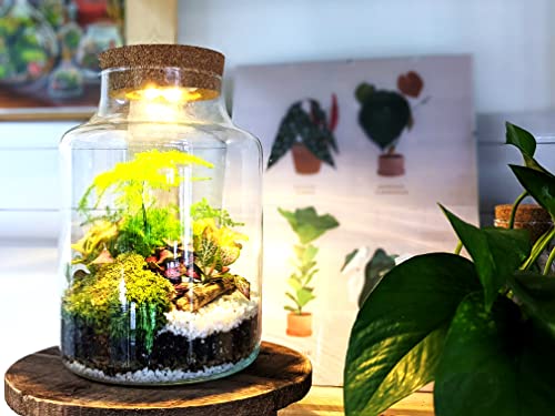 Detalle 2 de Generic DIY Tall Light-Up Closed Terrarium Kit, 17cm x 25cm, LED