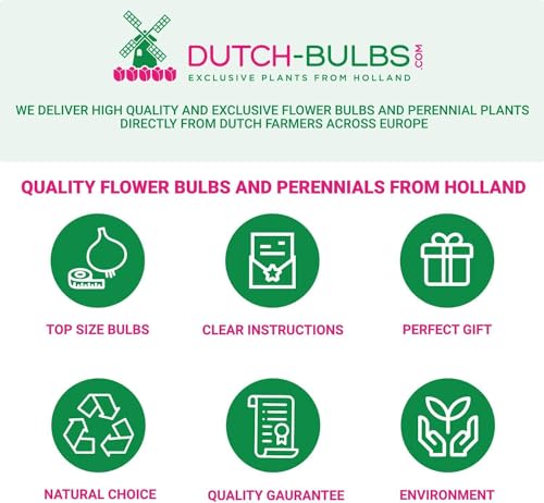 Thumbnail 7 de Collection Pivoines Passion 3 racines ⚙