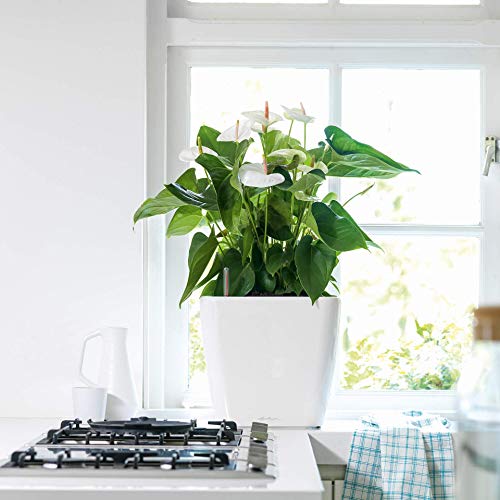 Thumbnail 2 de LECHUZA Quadro Premium LS 35, blanca brillante