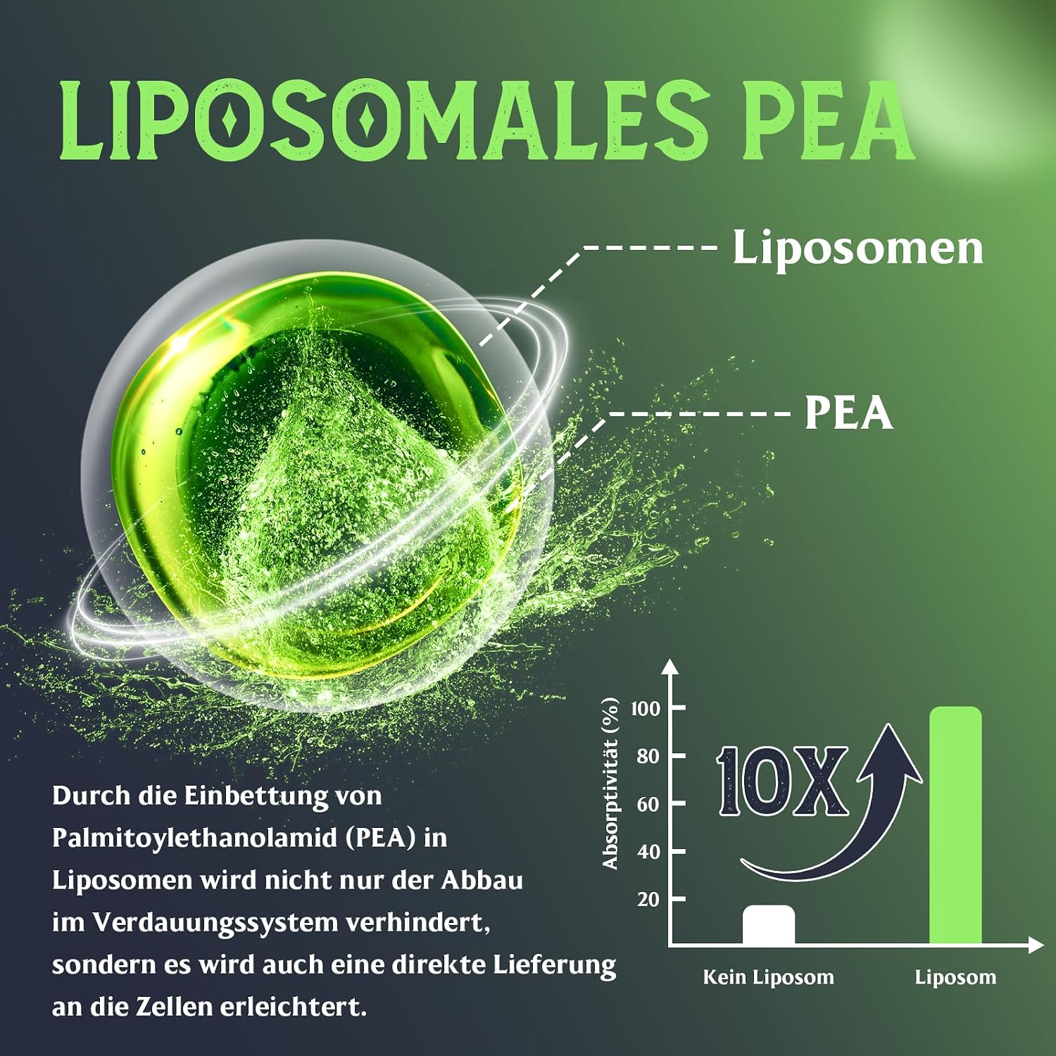 Detalle 2 de Liposomales PEA 1100mg – Mikronisiertes Palmitoylethanolamid mit Luteolin | 60 Softgel-Kapseln