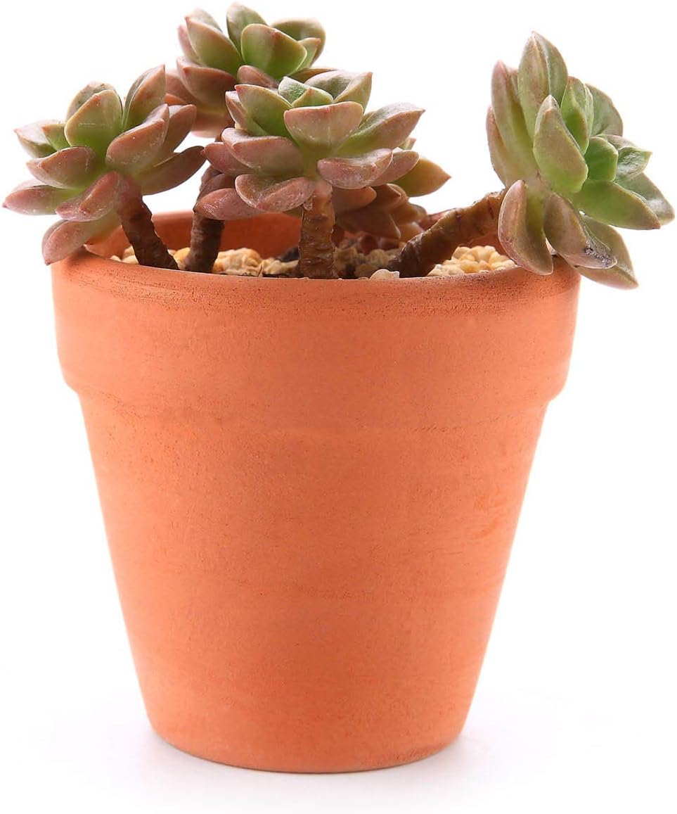 Detalle 2 de T4U 6.5cm Terracotta Plant Pots 12 Pcs 🌱