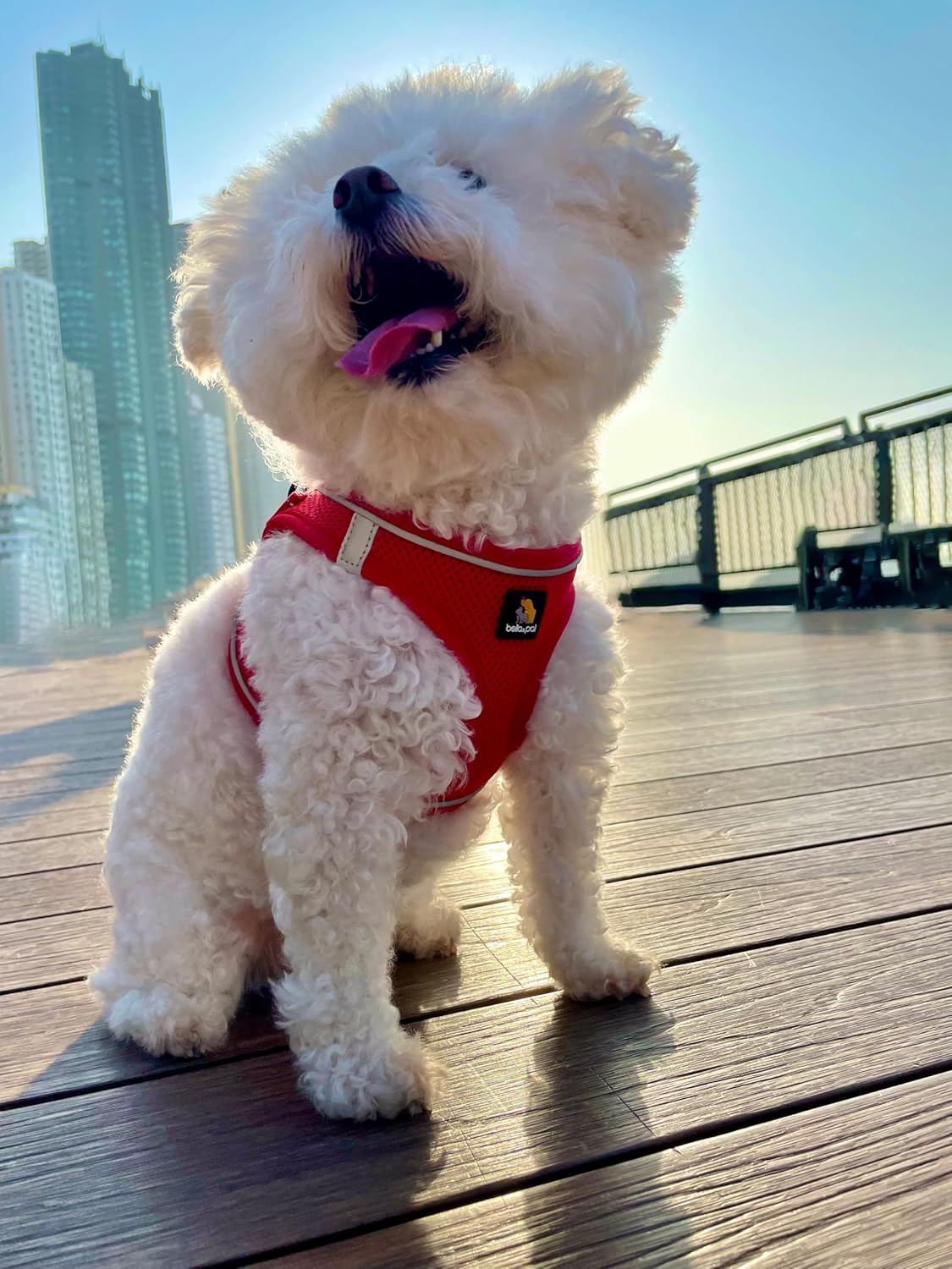 Thumbnail 5 de BELLA & PAL Hundegeschirr für kleine Hunde (Step-in, Air Mesh, reflektierend) – Rot, Größe M