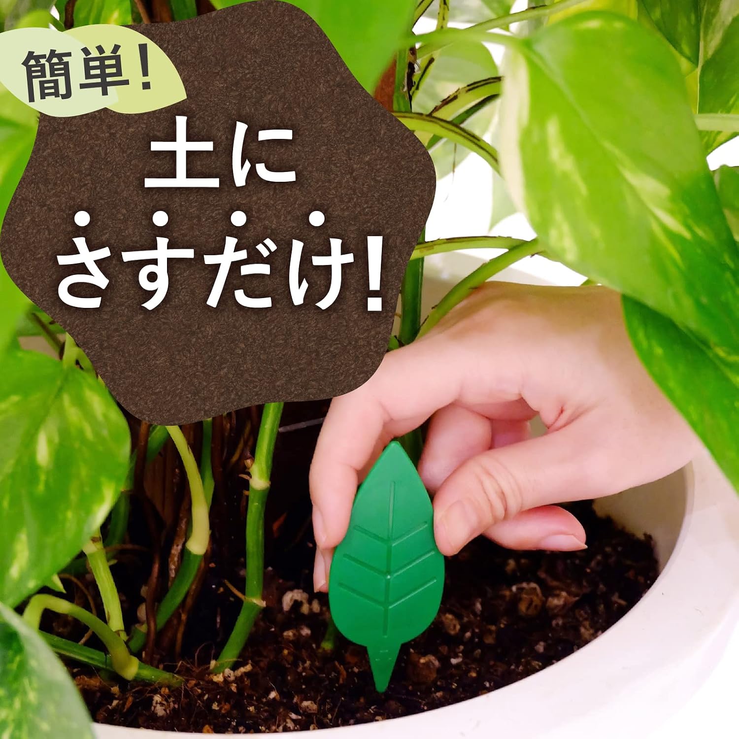 Thumbnail 2 de アースガーデン 土からわいたコバエ退治 土に挿す粘着剤タイプ 12個入