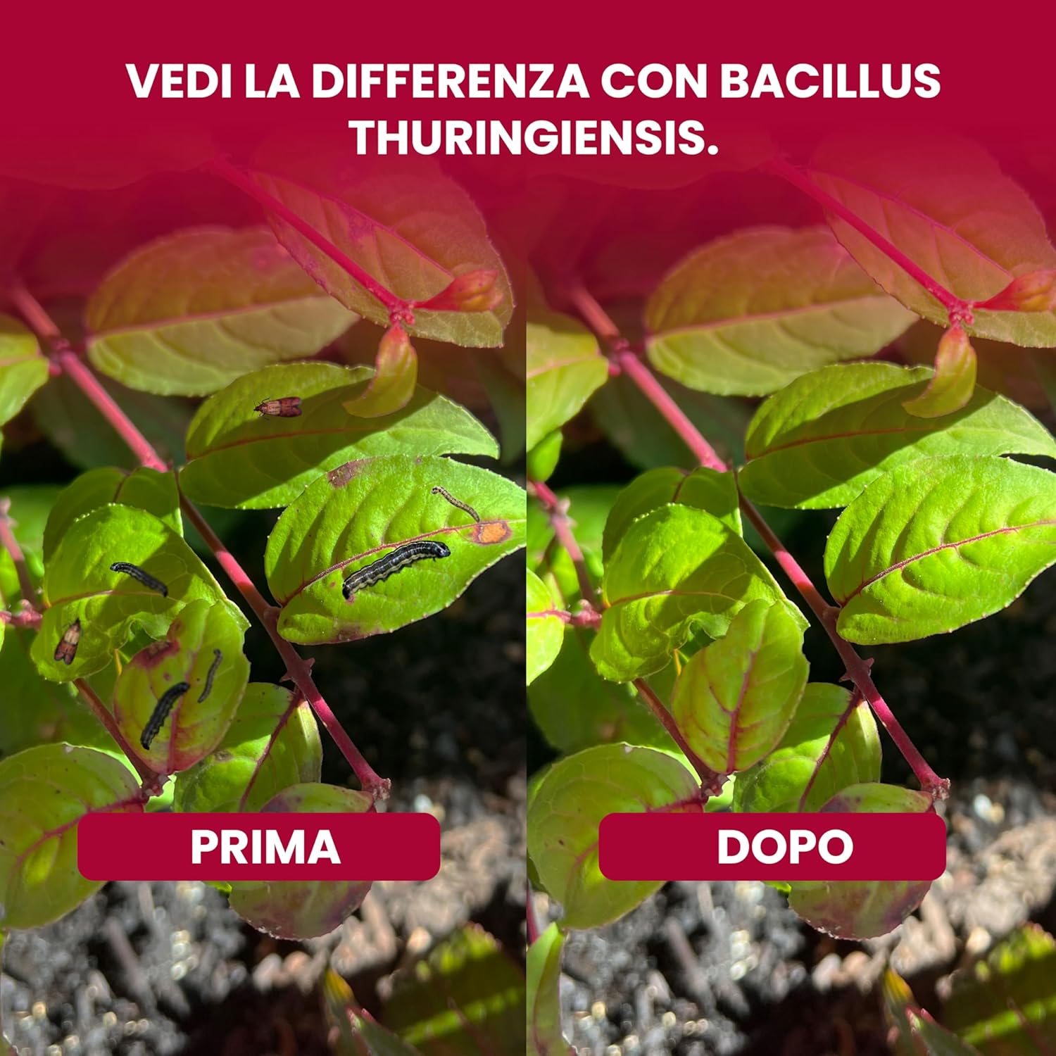 Thumbnail 6 de LERAVA Bacillus Thuringiensis Kurstaki (100 g): insetticida biologico per piante, protezione da bruchi e cavolaia