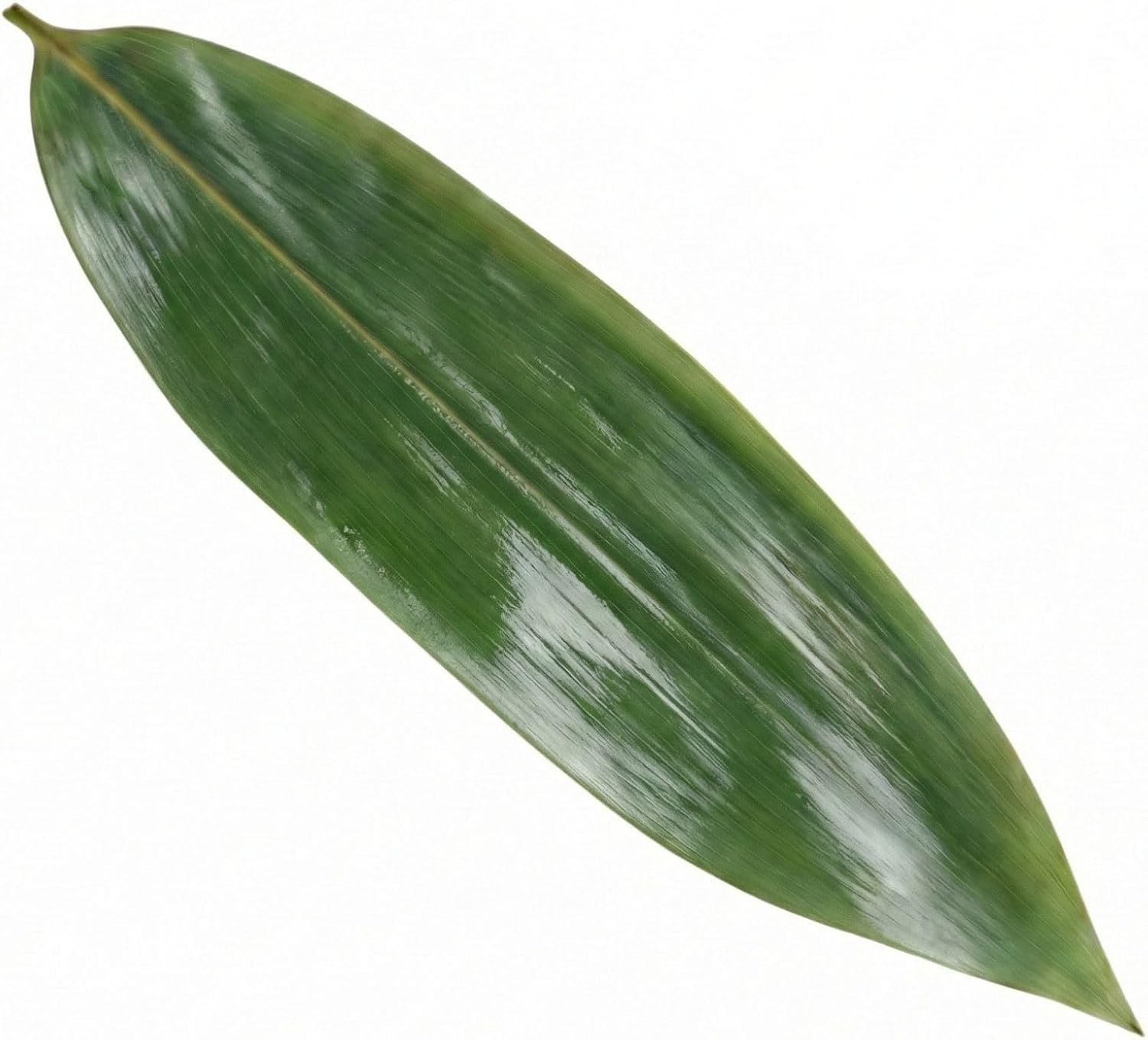 Detalle 2 de Restaurantware Green Bamboo Fresh Leaves, 11.8 x 3.5-Inch, 1,000 Pack