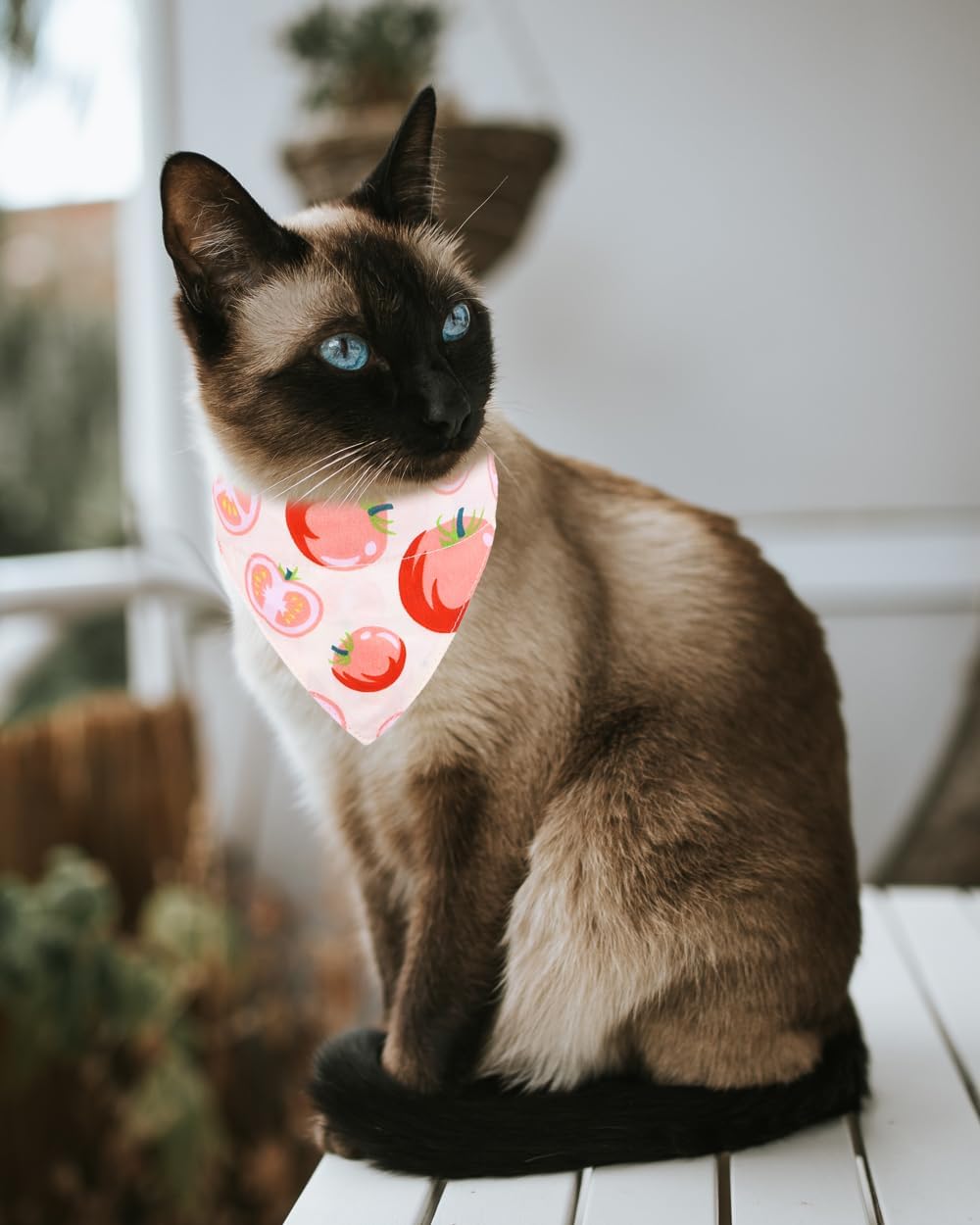 Detalle de Cat Collars with Tomato Bandana