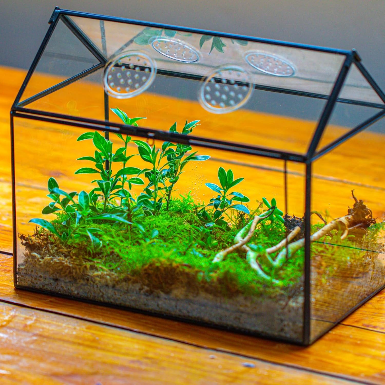 Thumbnail 6 de NCYP glass terrarium box 26x15x21 cm